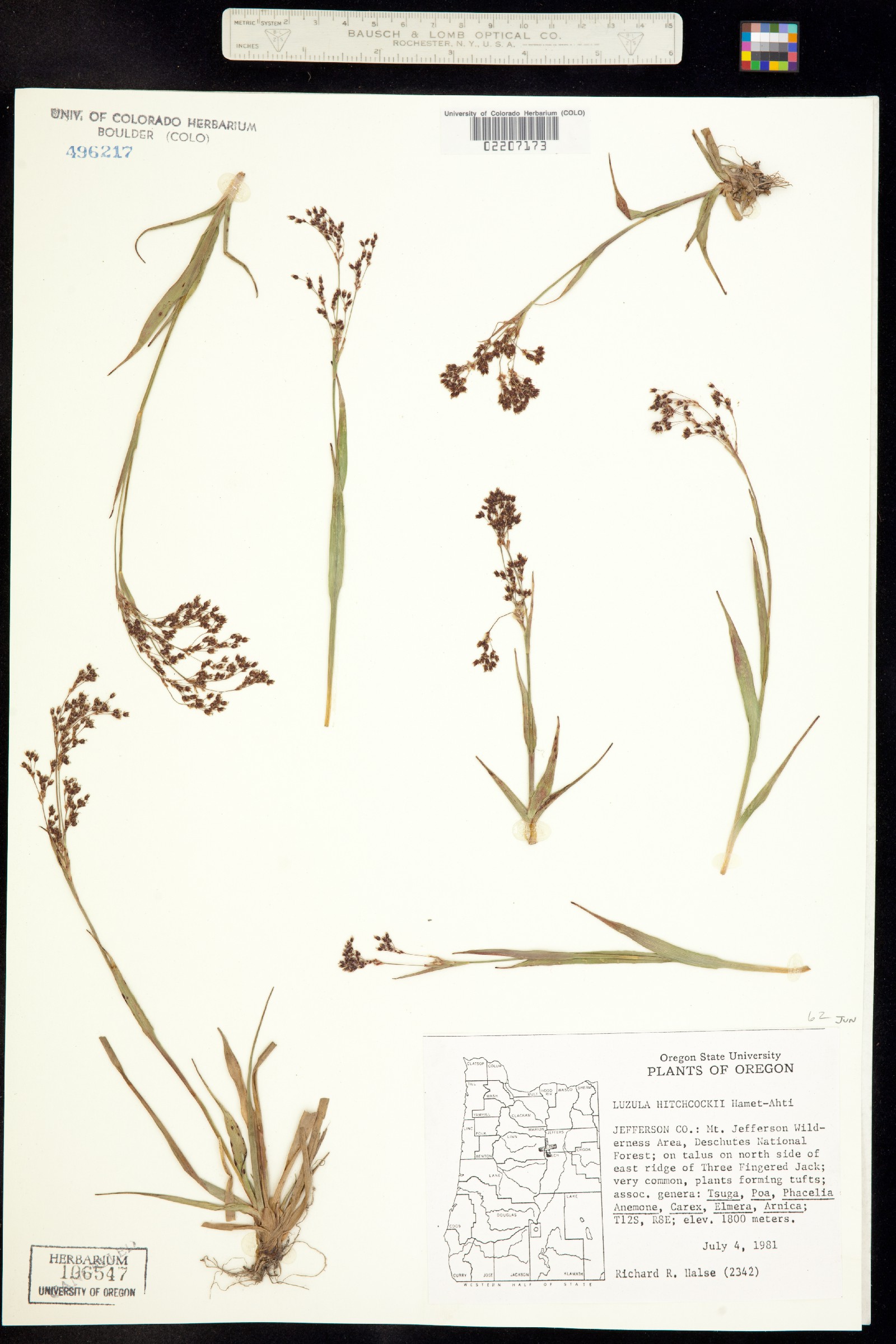 Luzula hitchcockii image