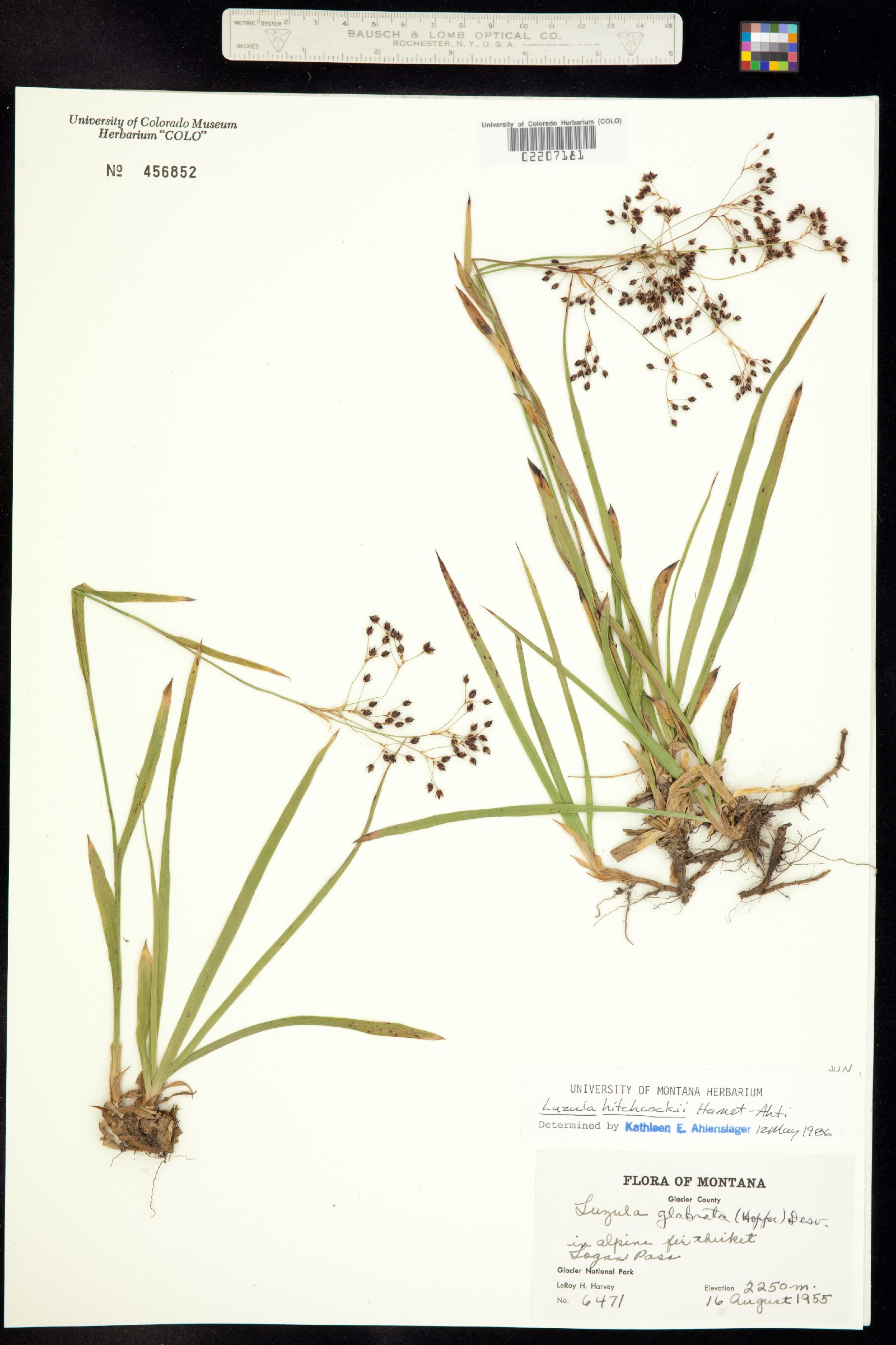 Luzula hitchcockii image