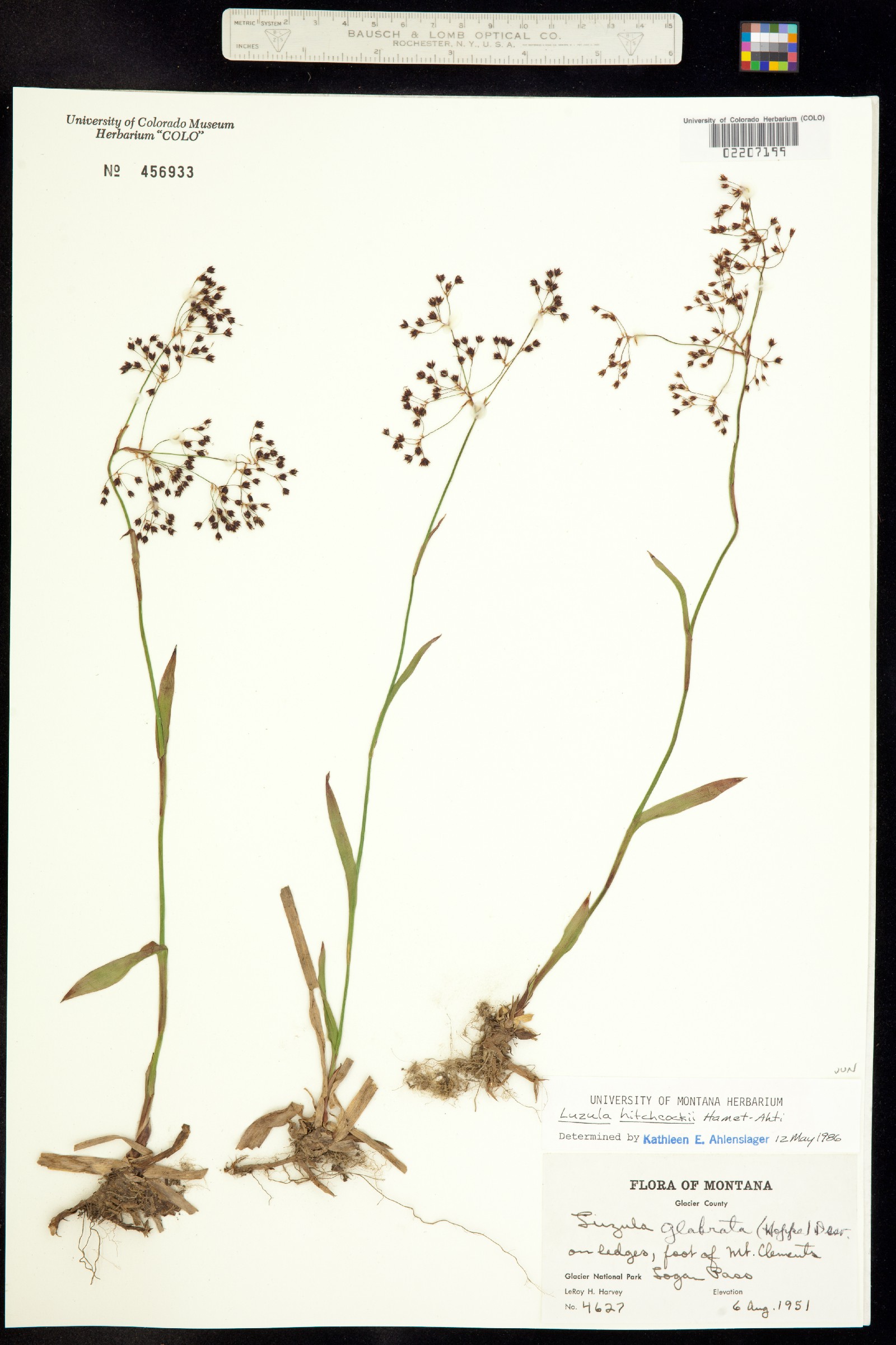 Luzula hitchcockii image