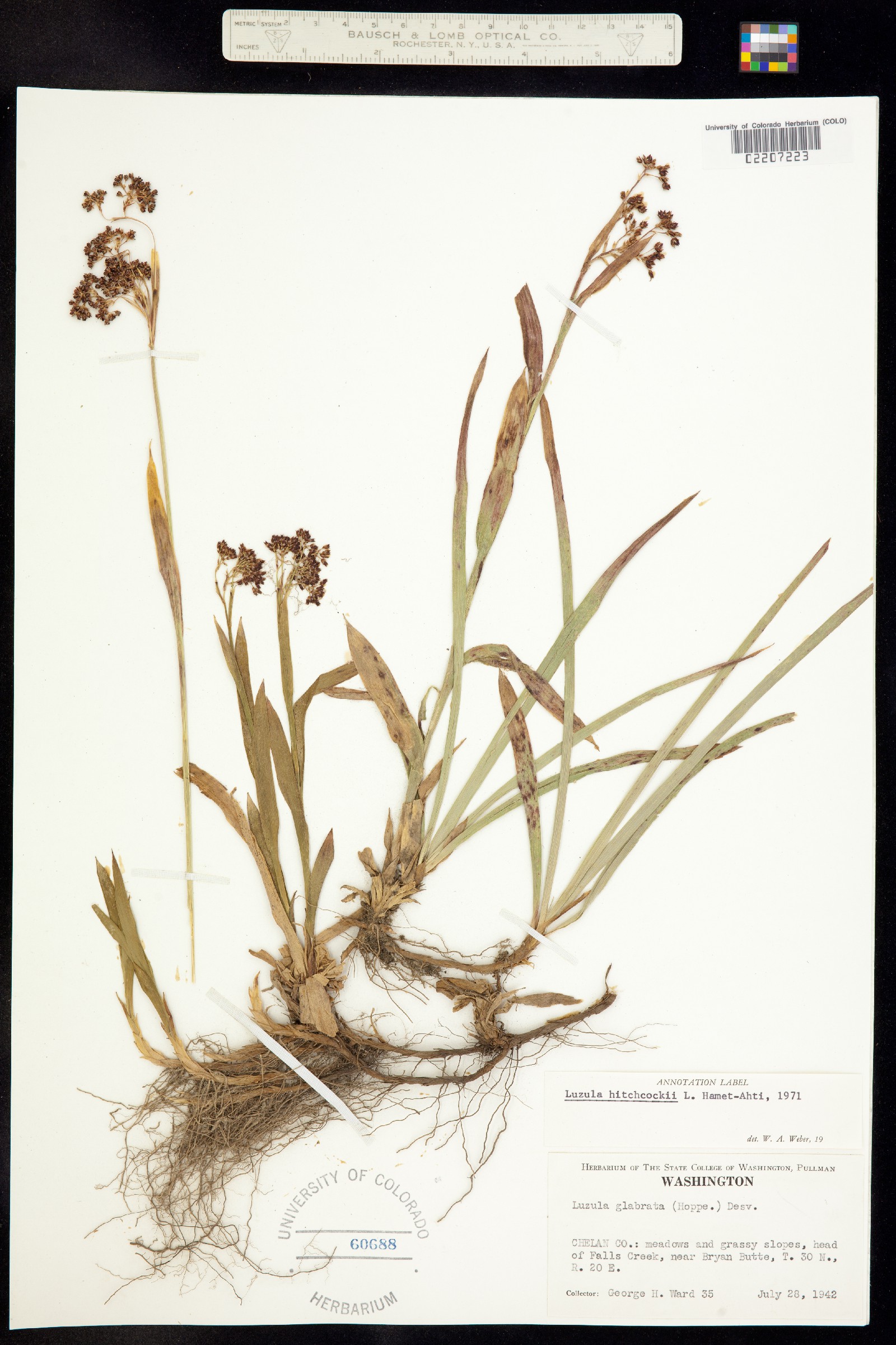 Luzula hitchcockii image