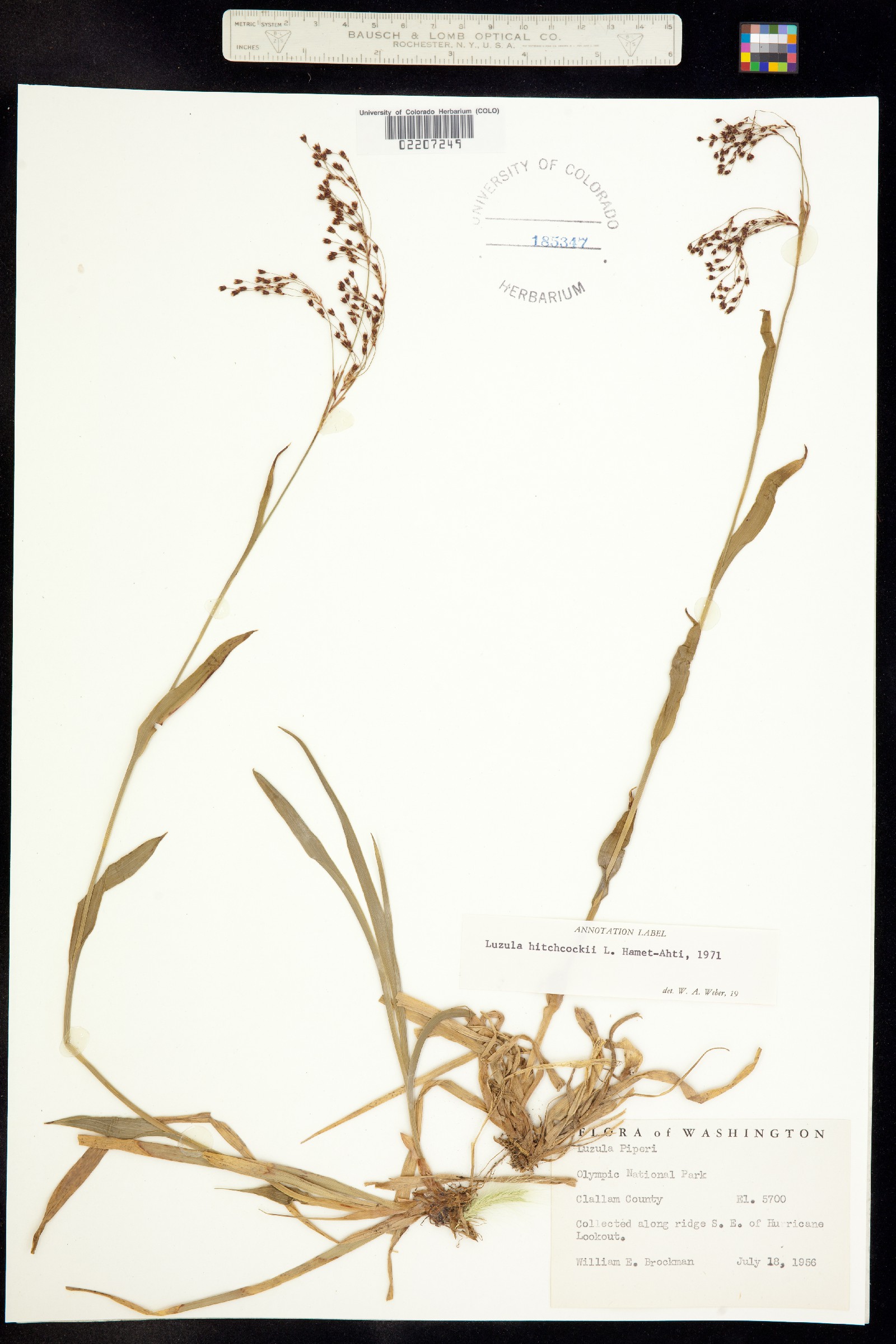 Luzula hitchcockii image
