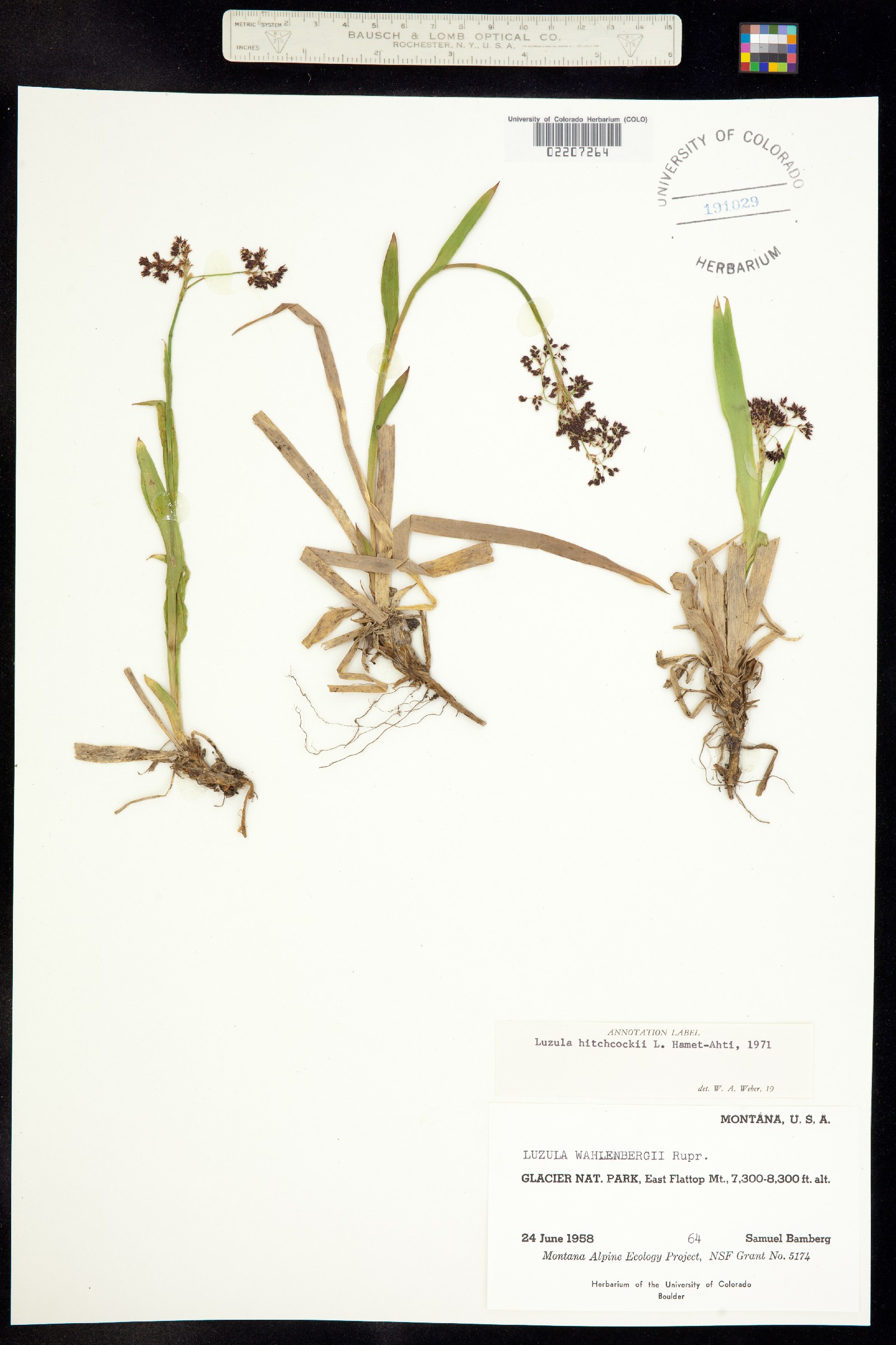 Luzula hitchcockii image