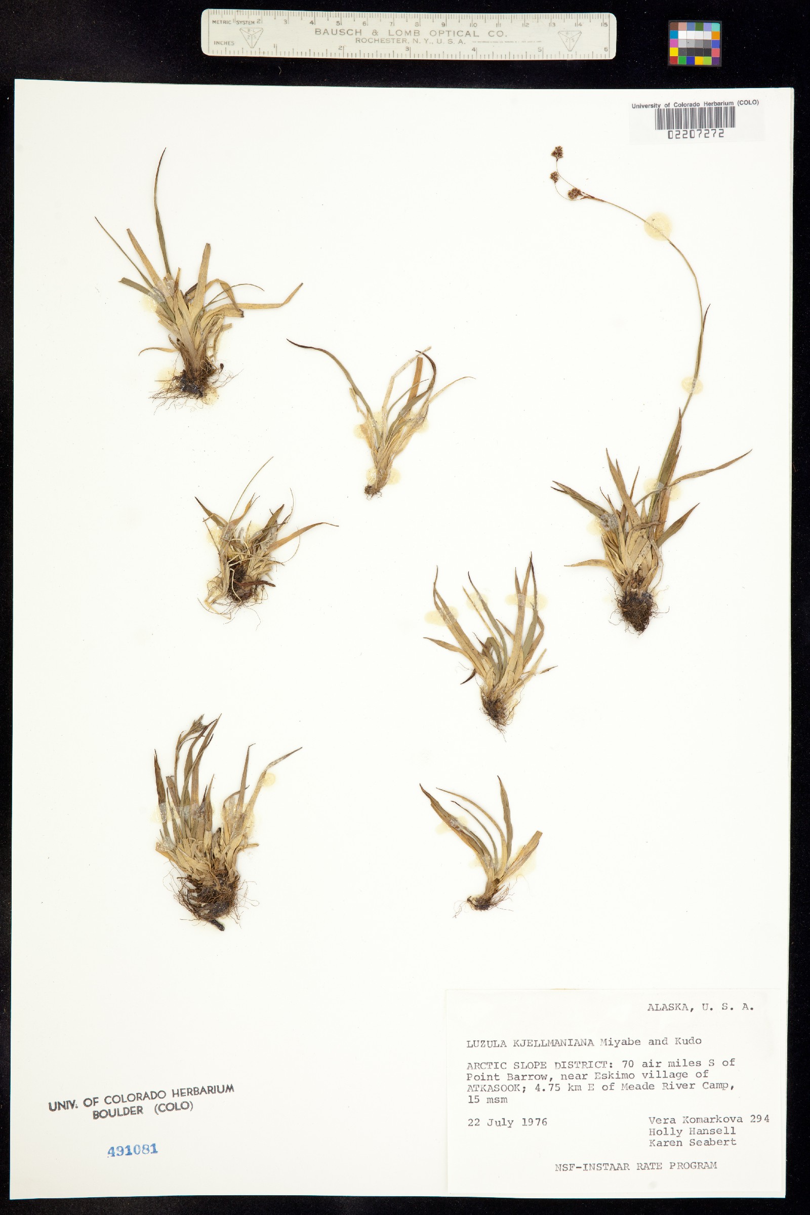 Luzula kjellmaniana image