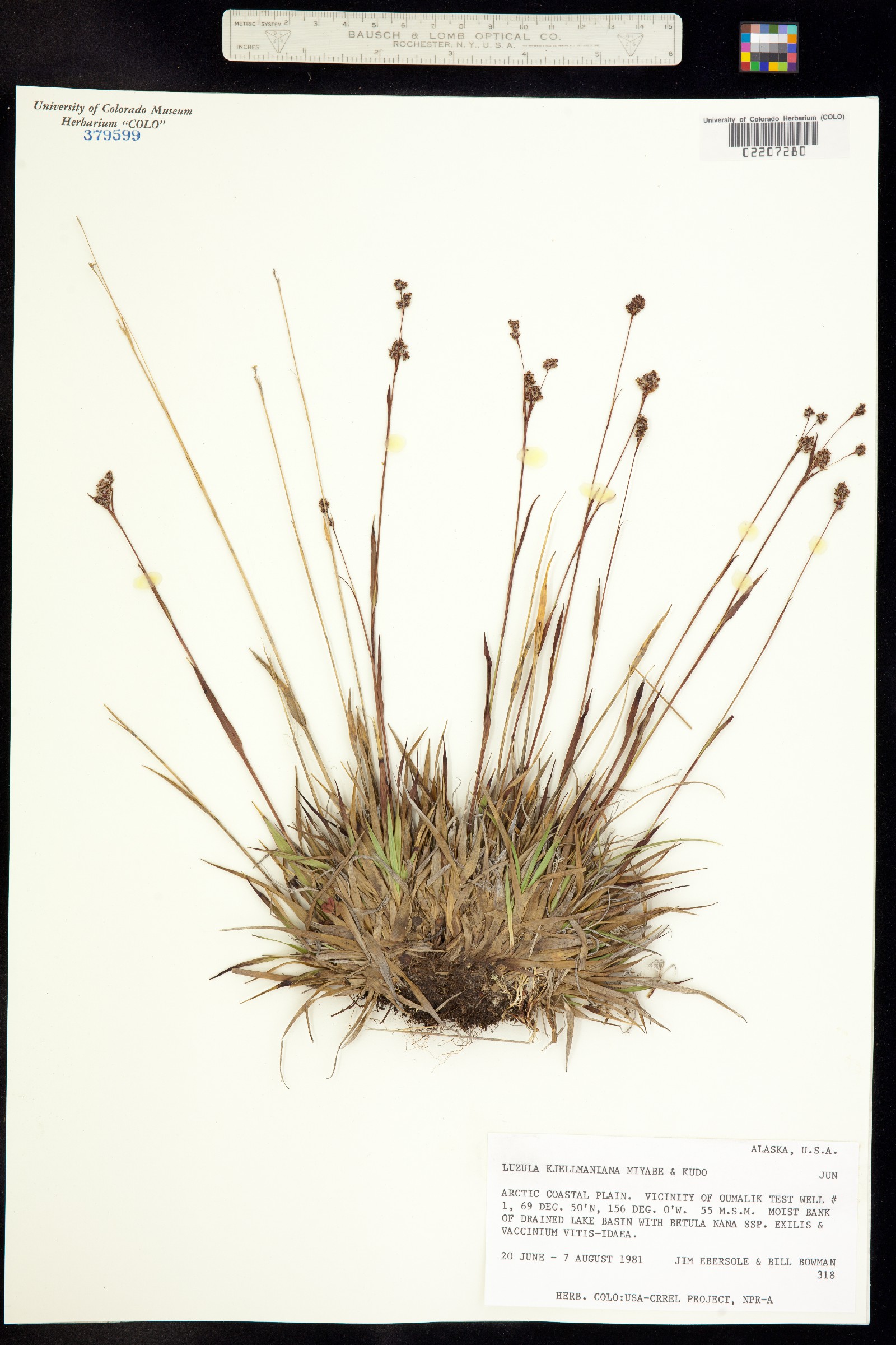 Luzula kjellmaniana image