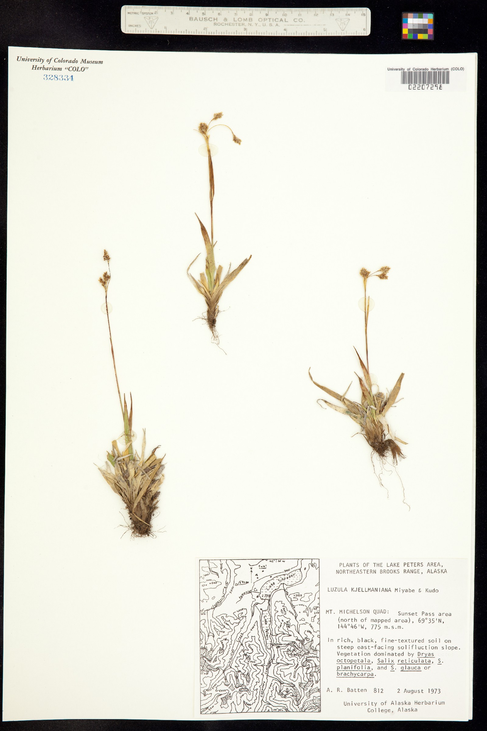 Luzula kjellmaniana image