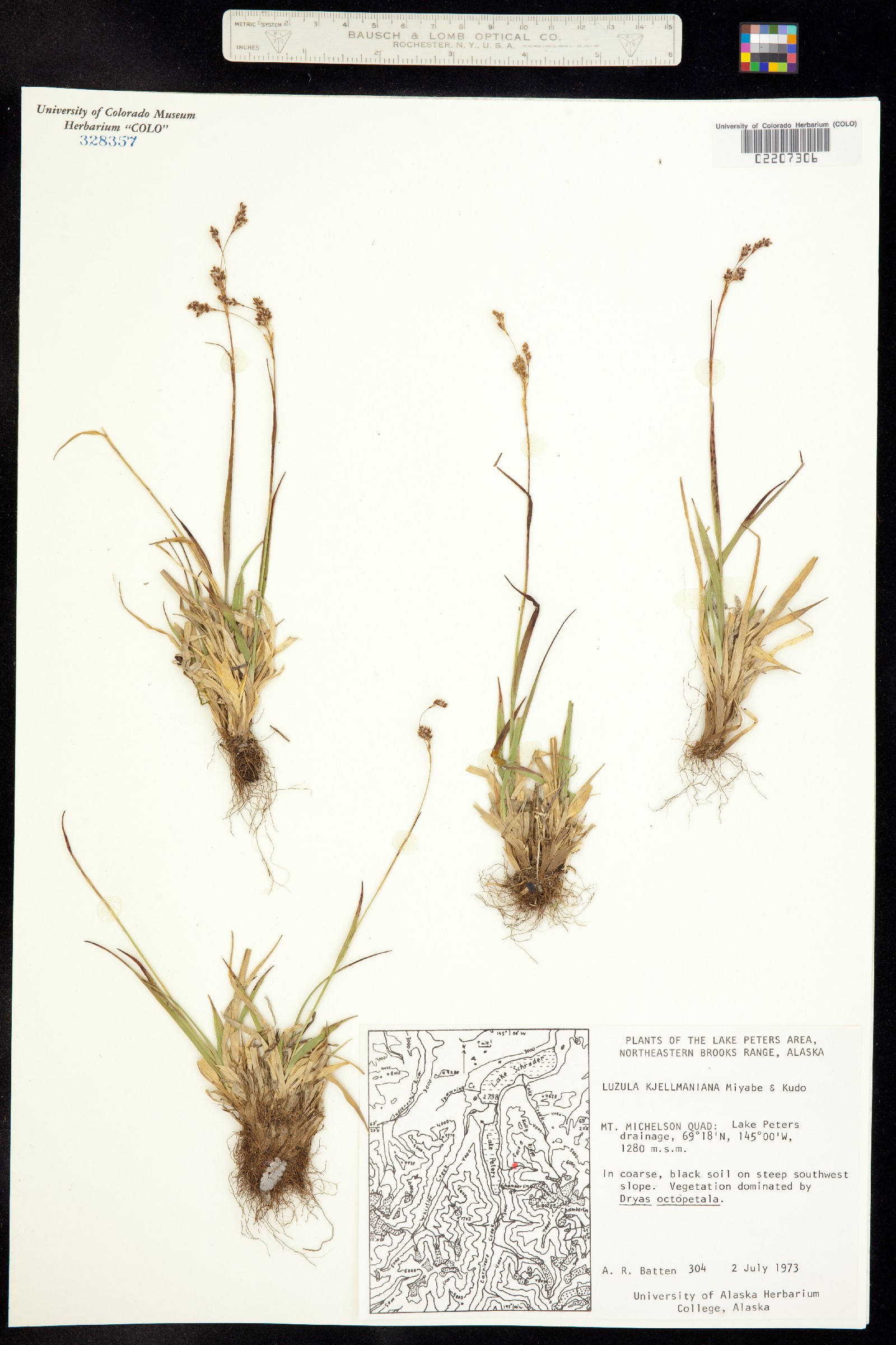 Luzula kjellmaniana image