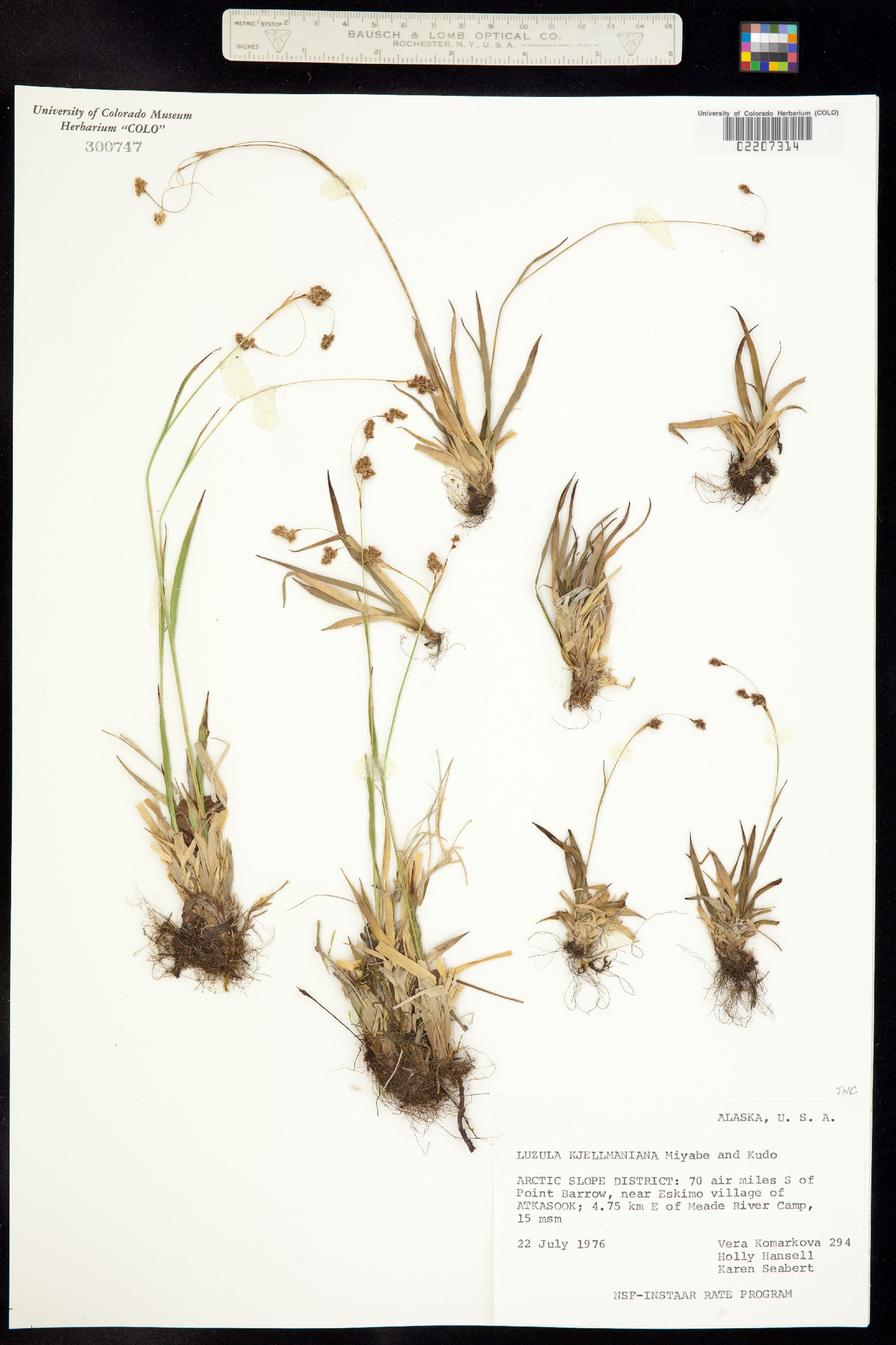 Luzula kjellmaniana image