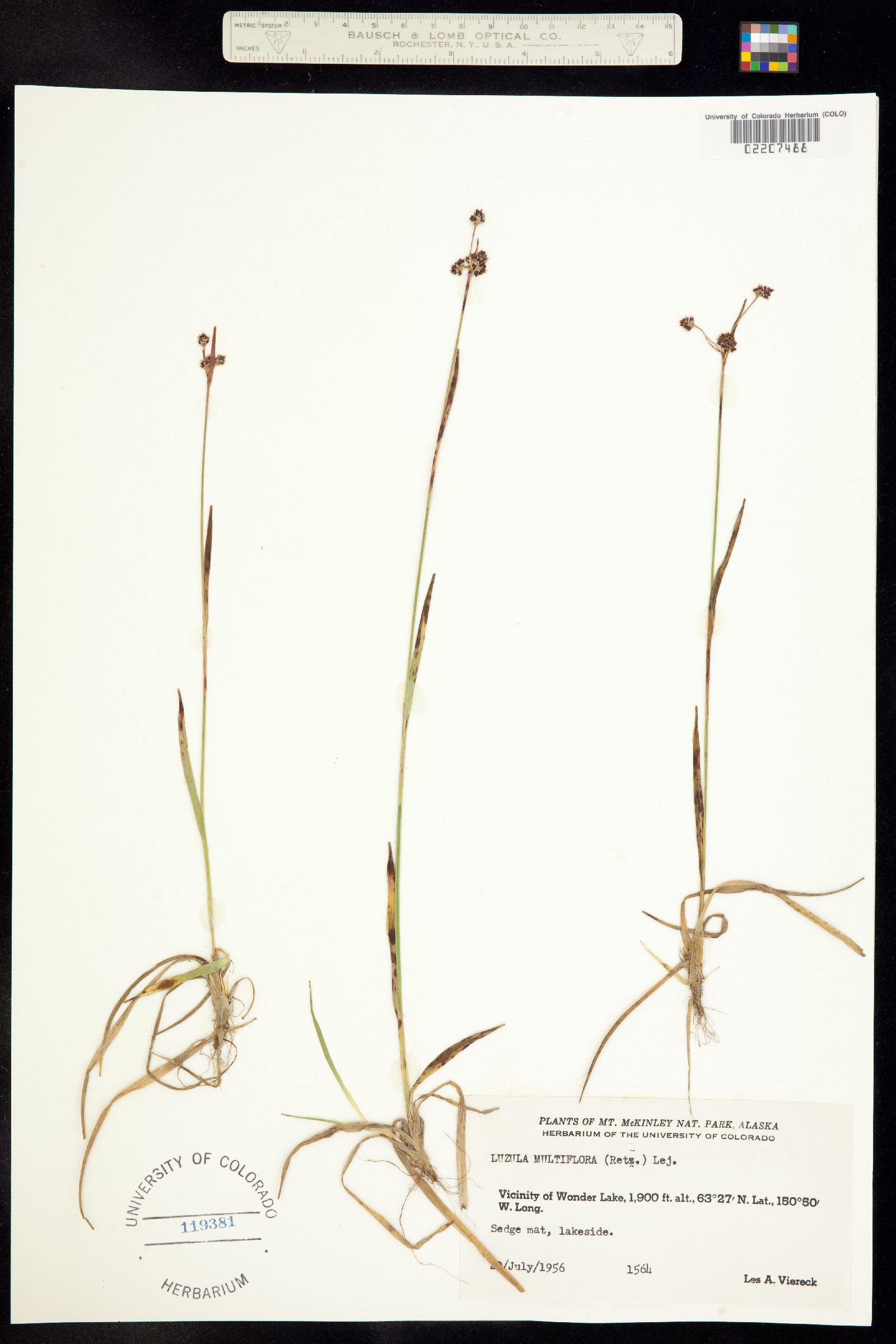 Luzula multiflora image