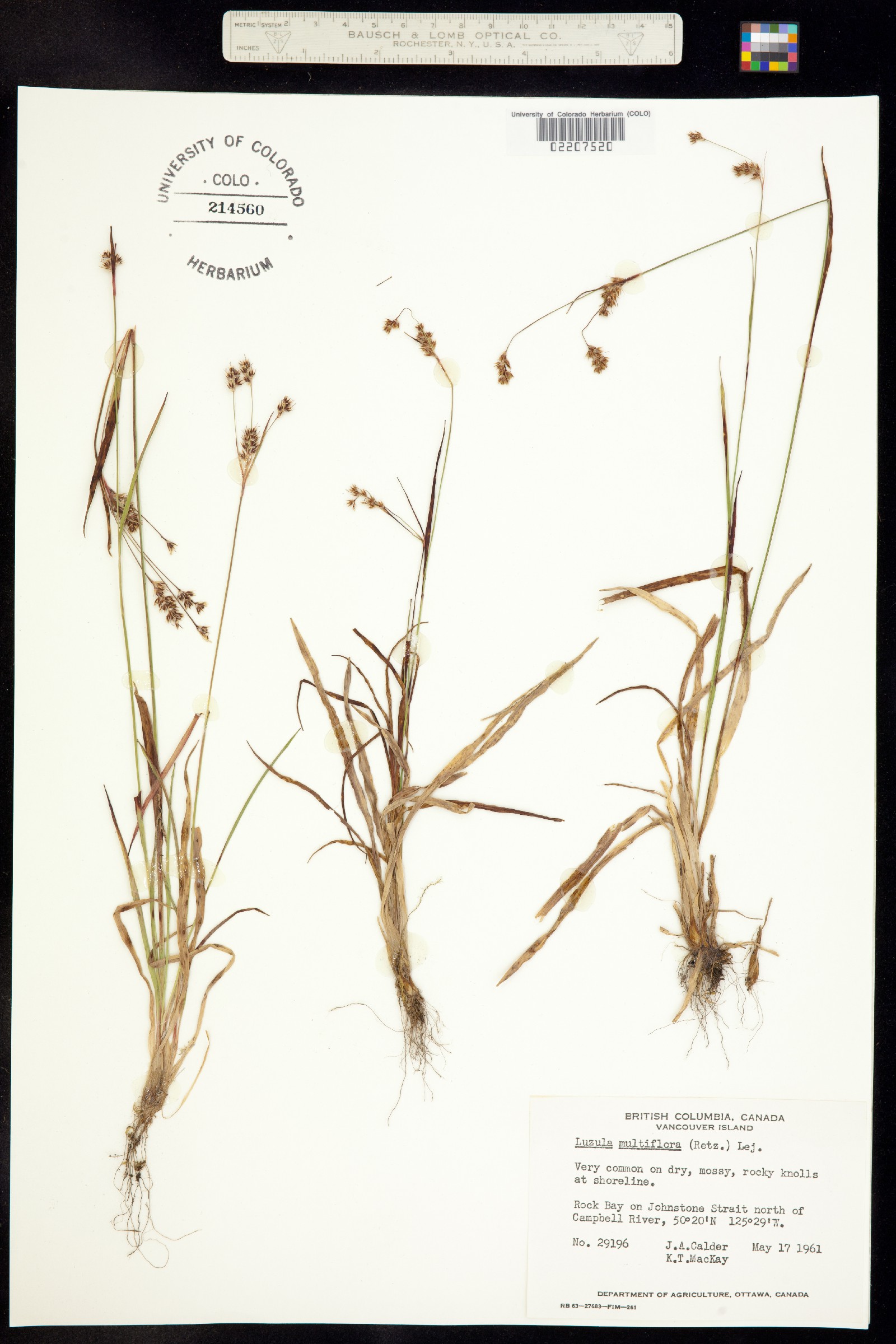 Luzula multiflora image