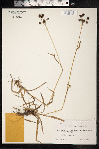 Luzula multiflora image