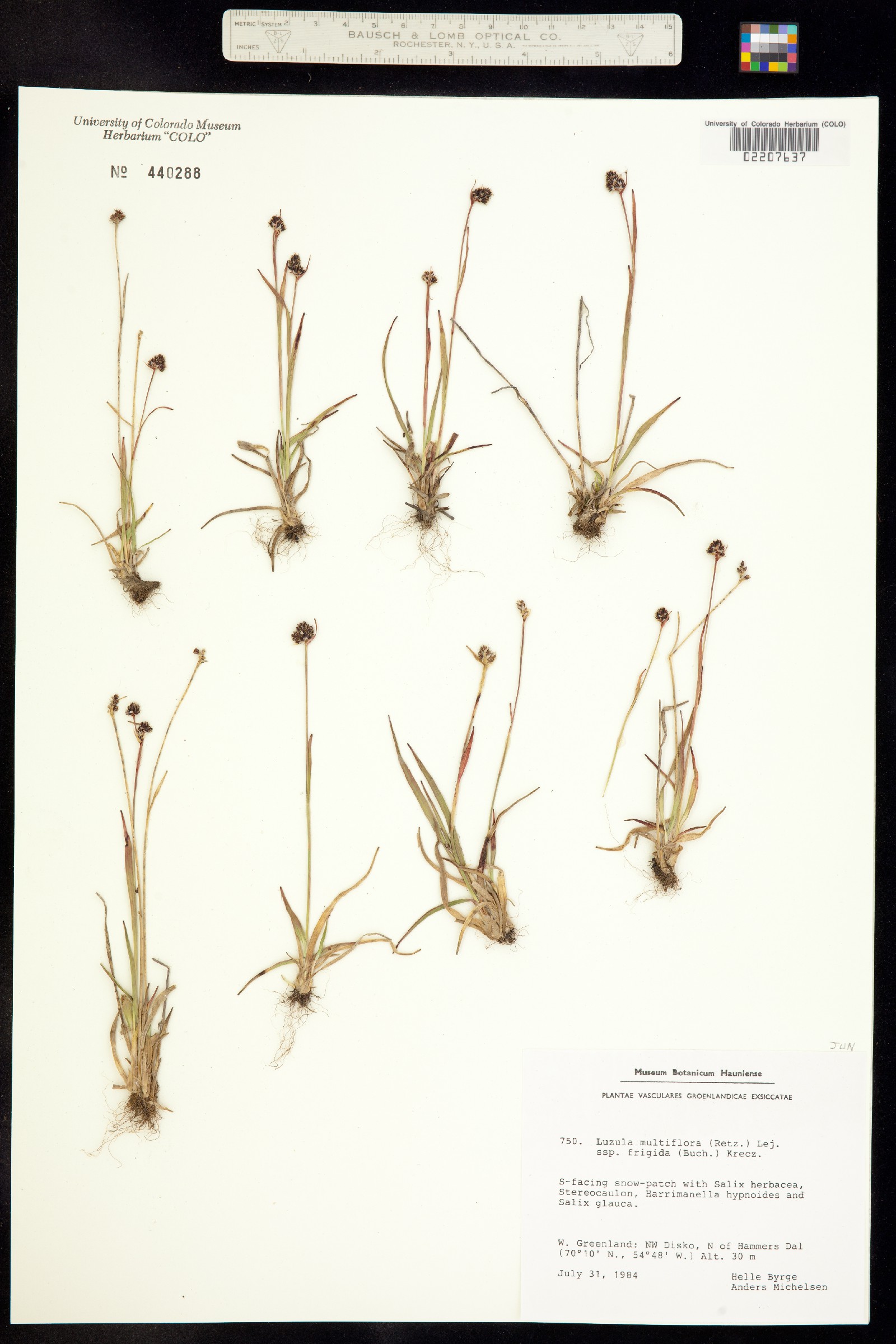 Luzula multiflora image