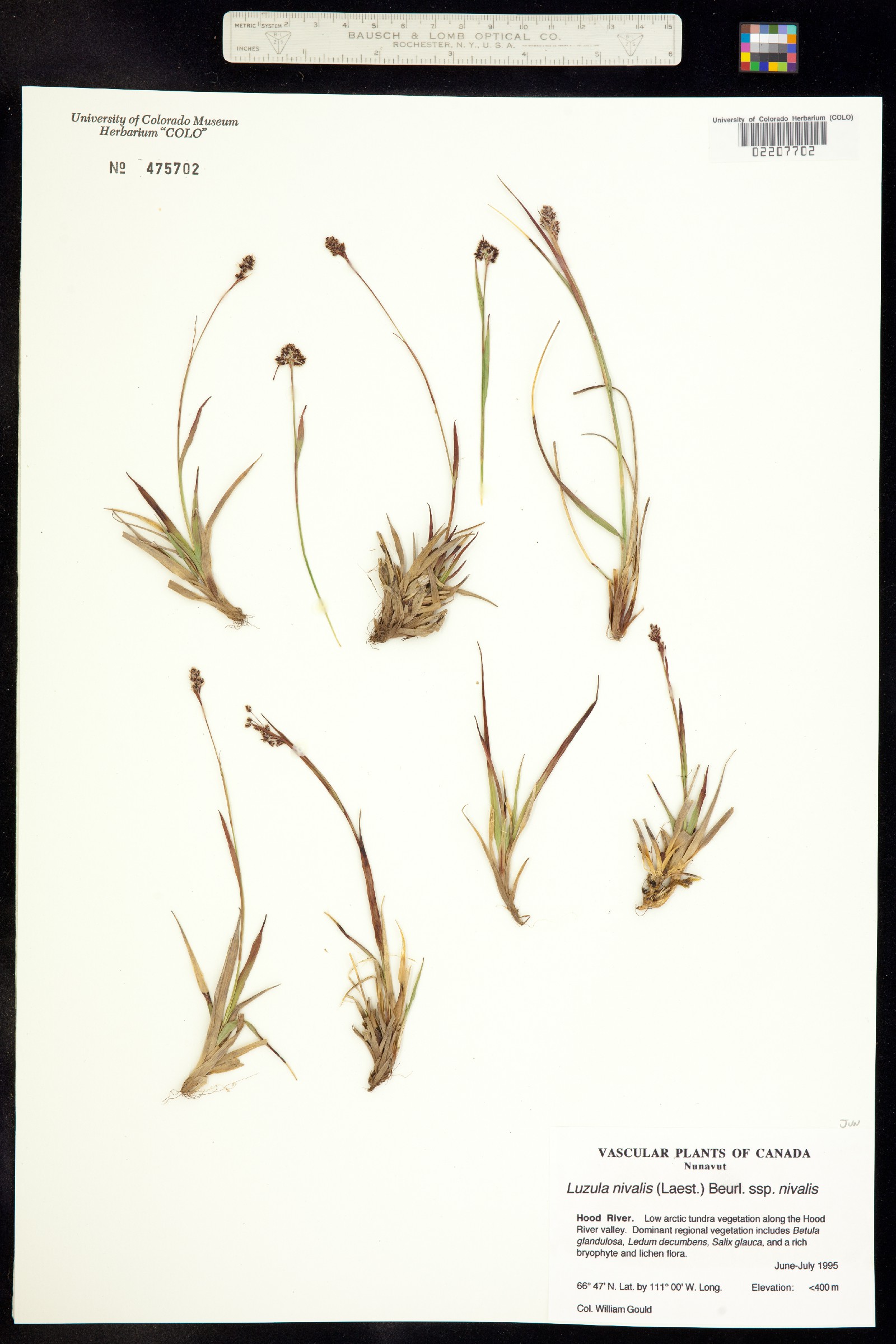 Luzula nivalis image