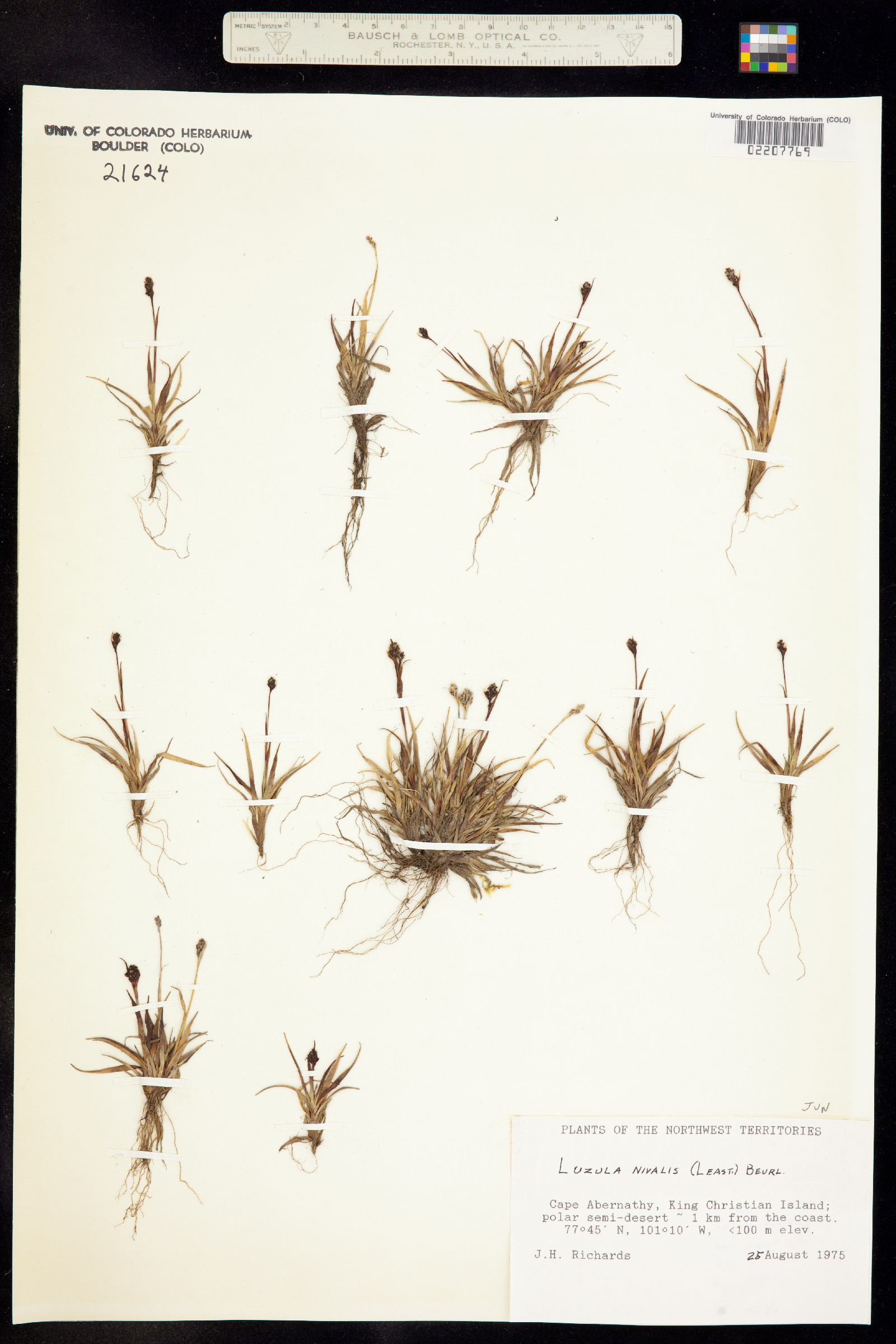 Luzula nivalis image