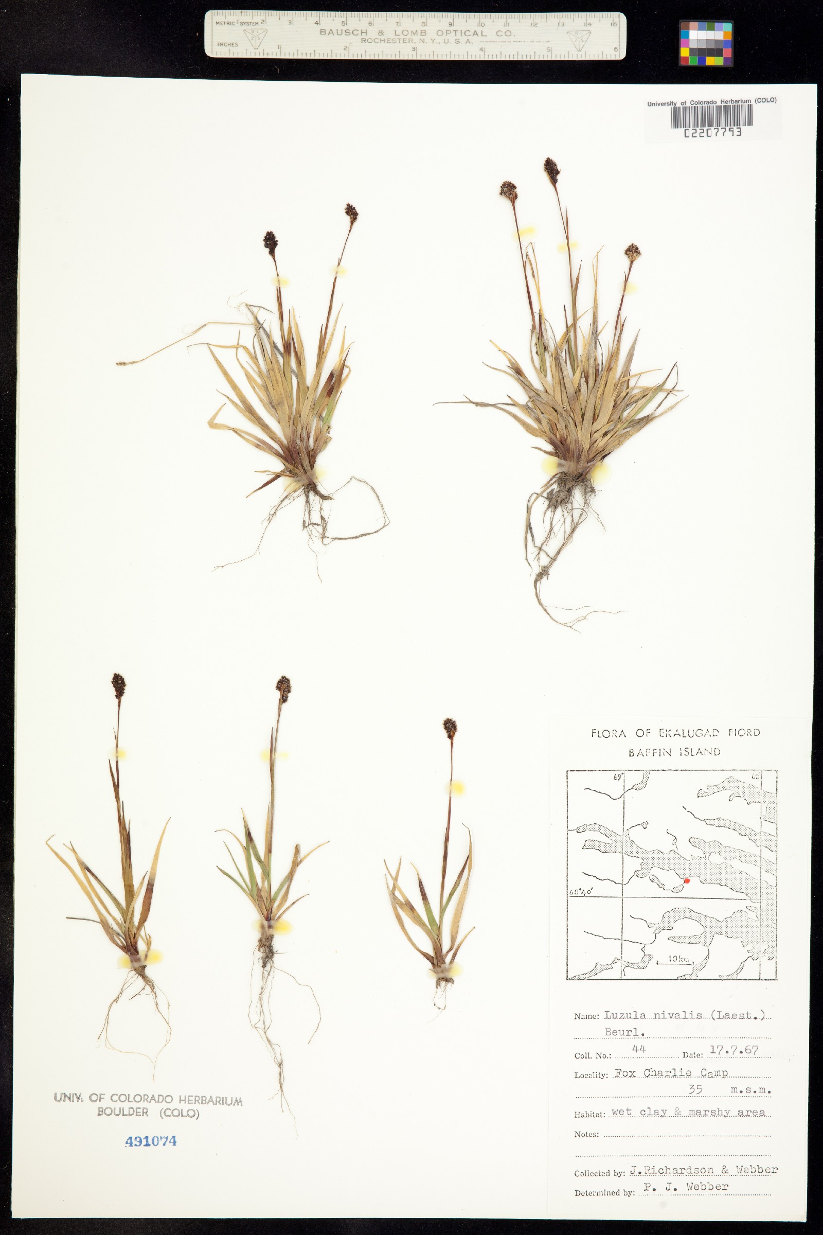 Luzula nivalis image