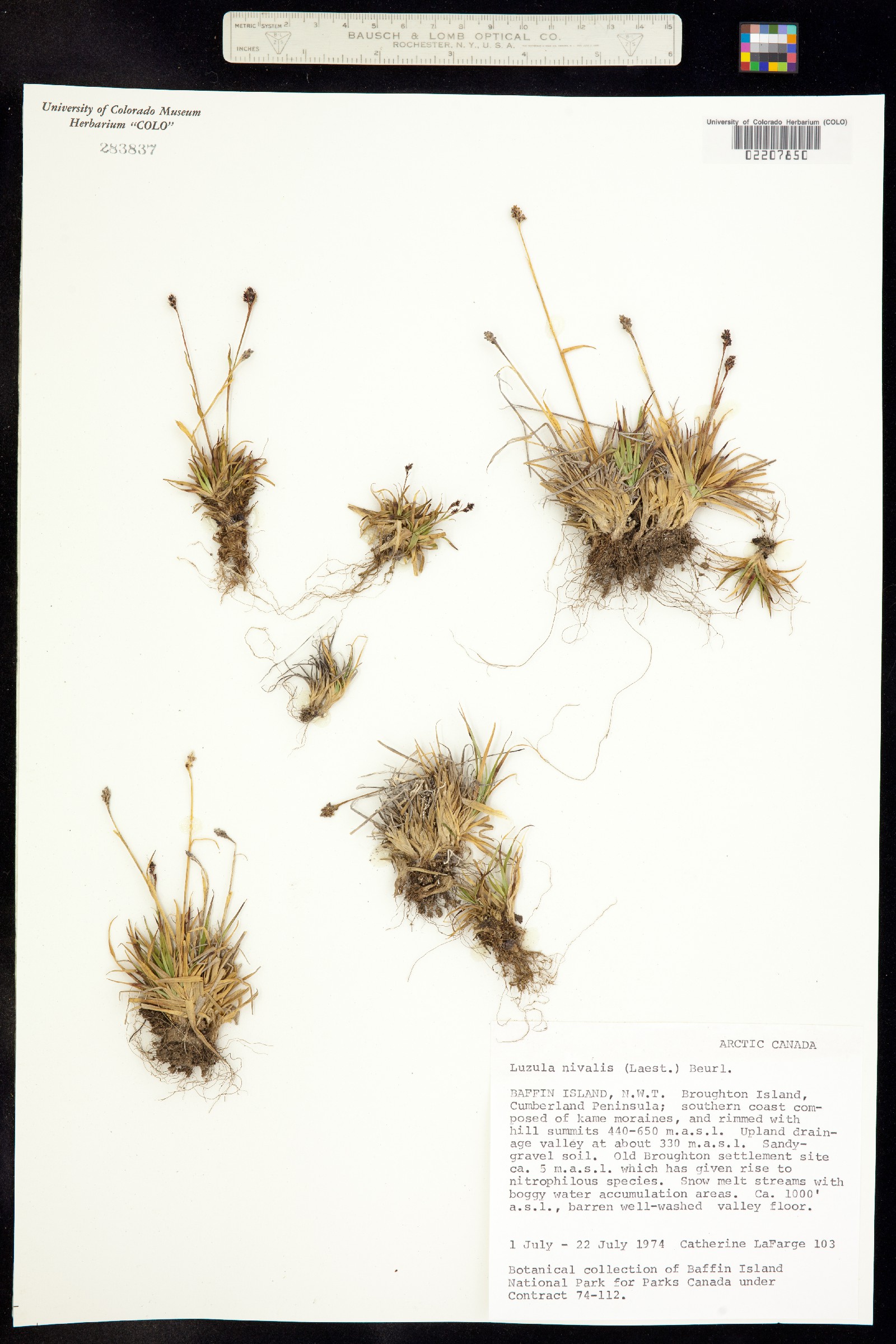 Luzula nivalis image