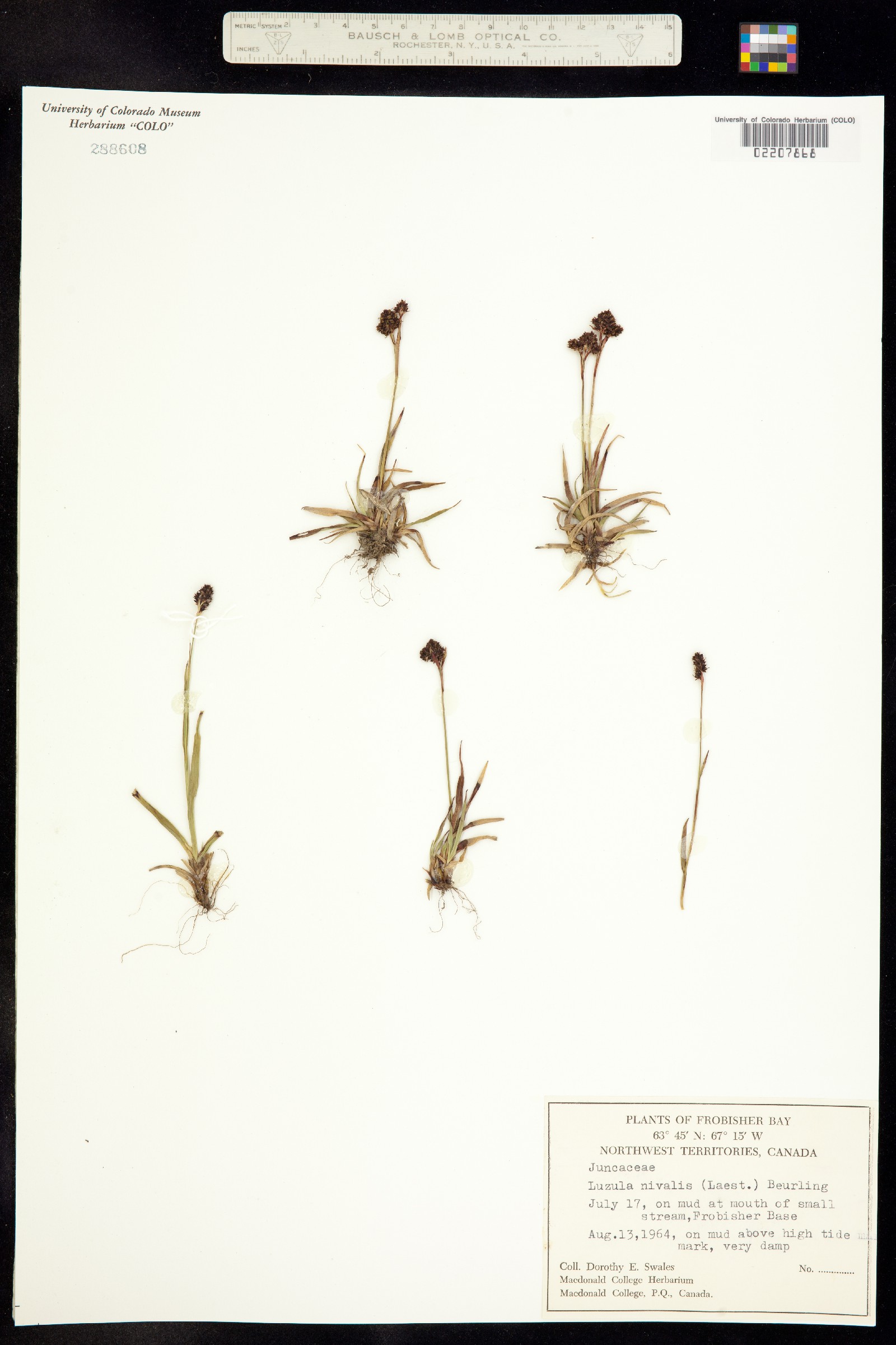 Luzula nivalis image