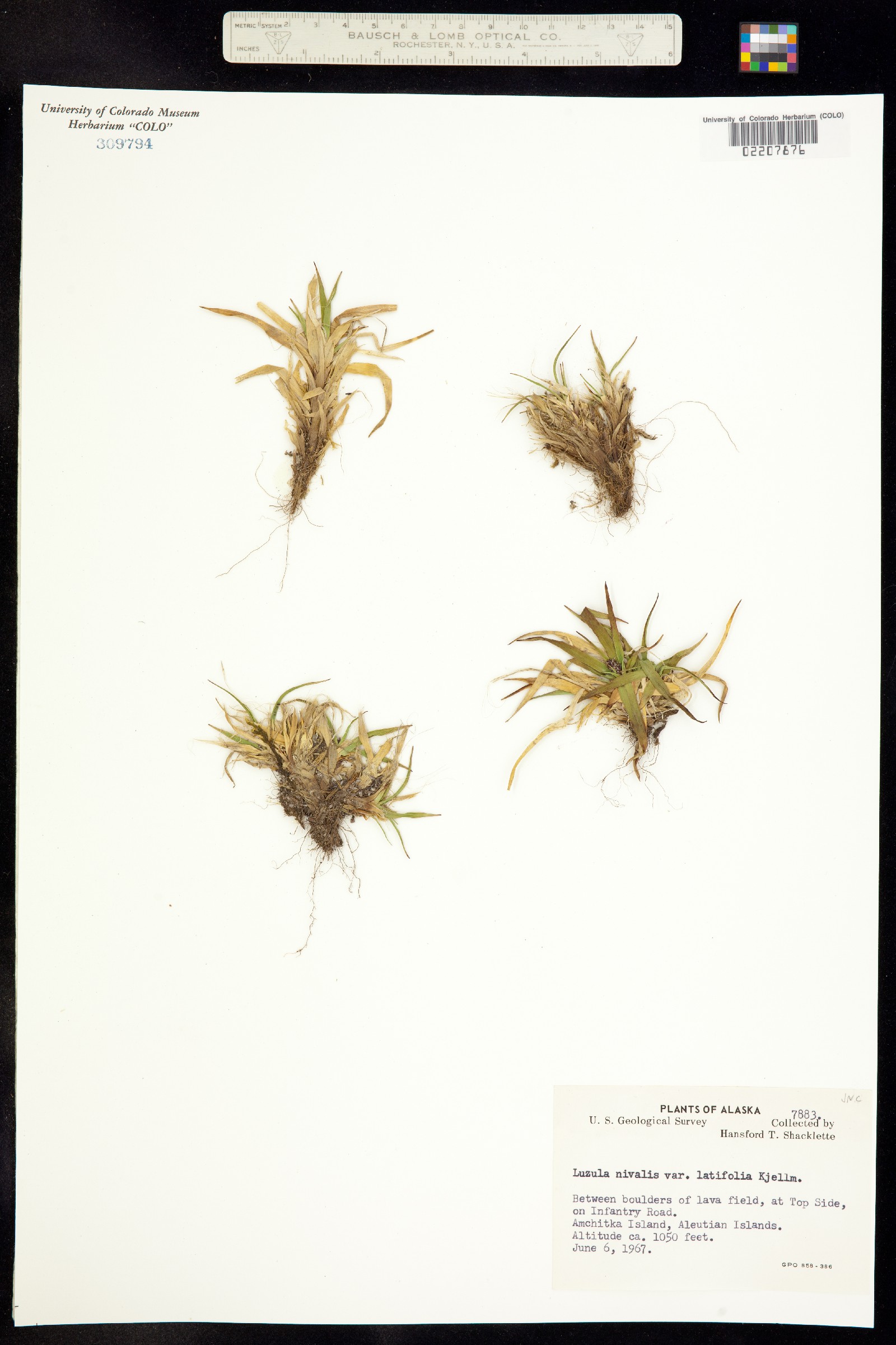 Luzula nivalis image