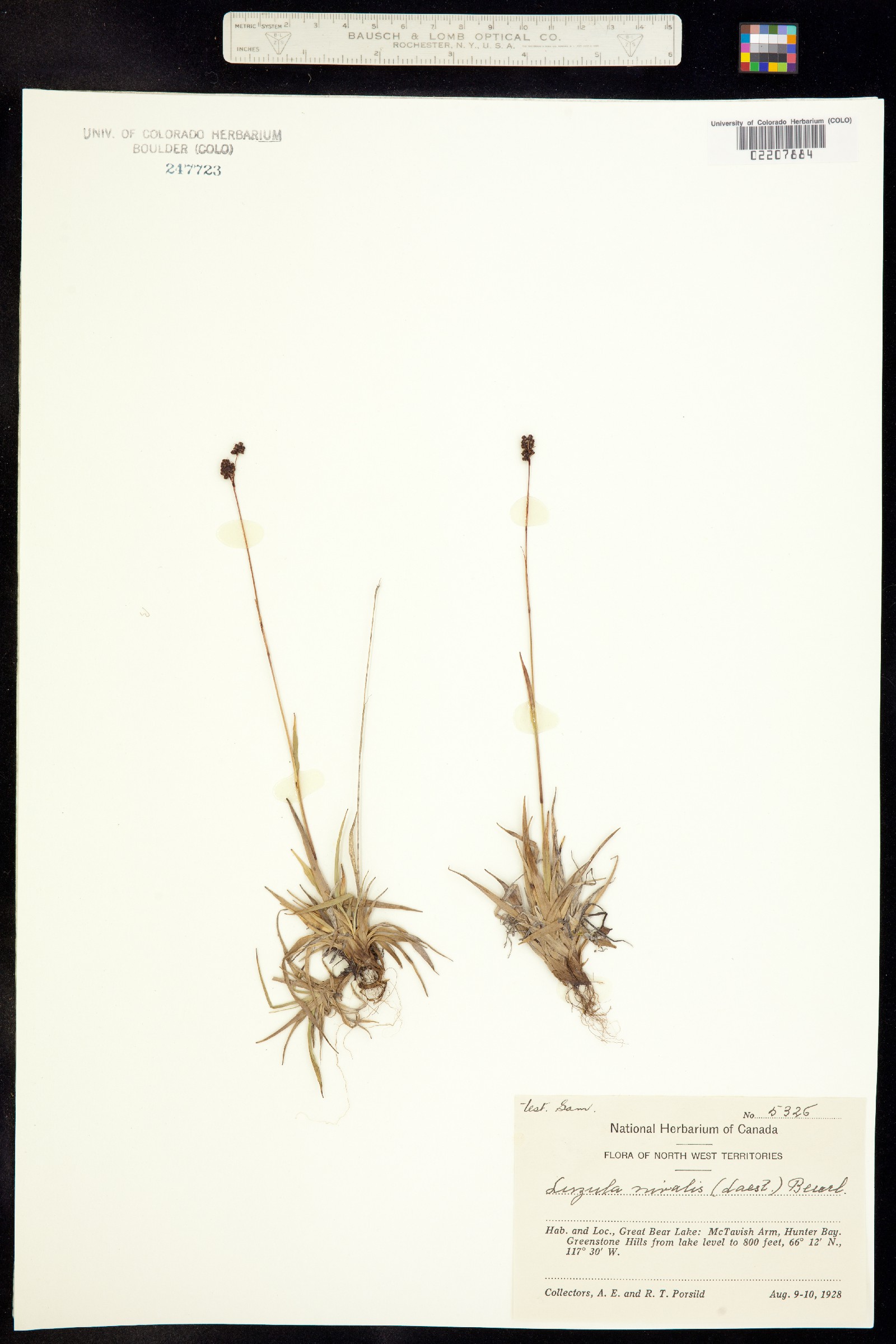 Luzula nivalis image