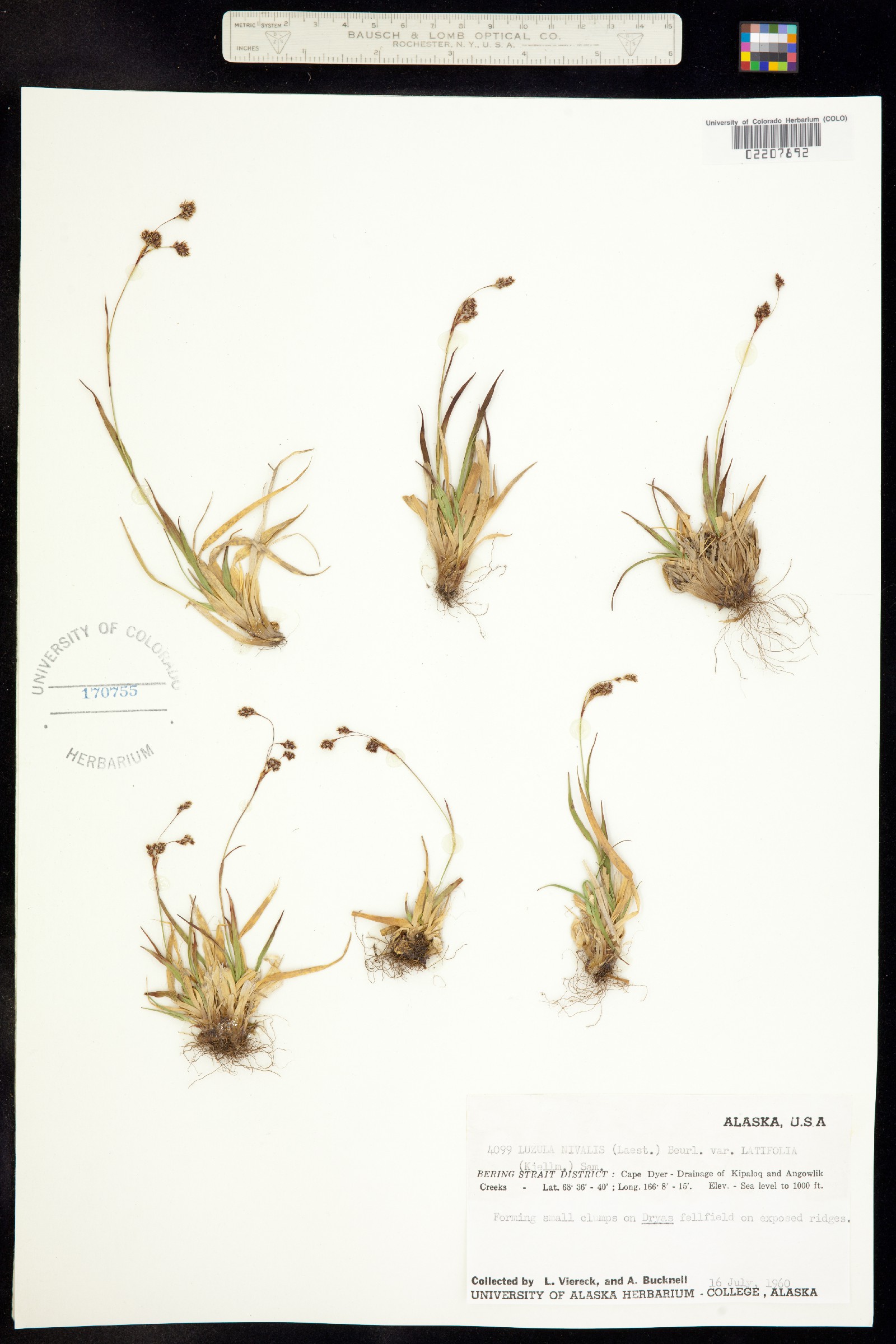 Luzula nivalis image