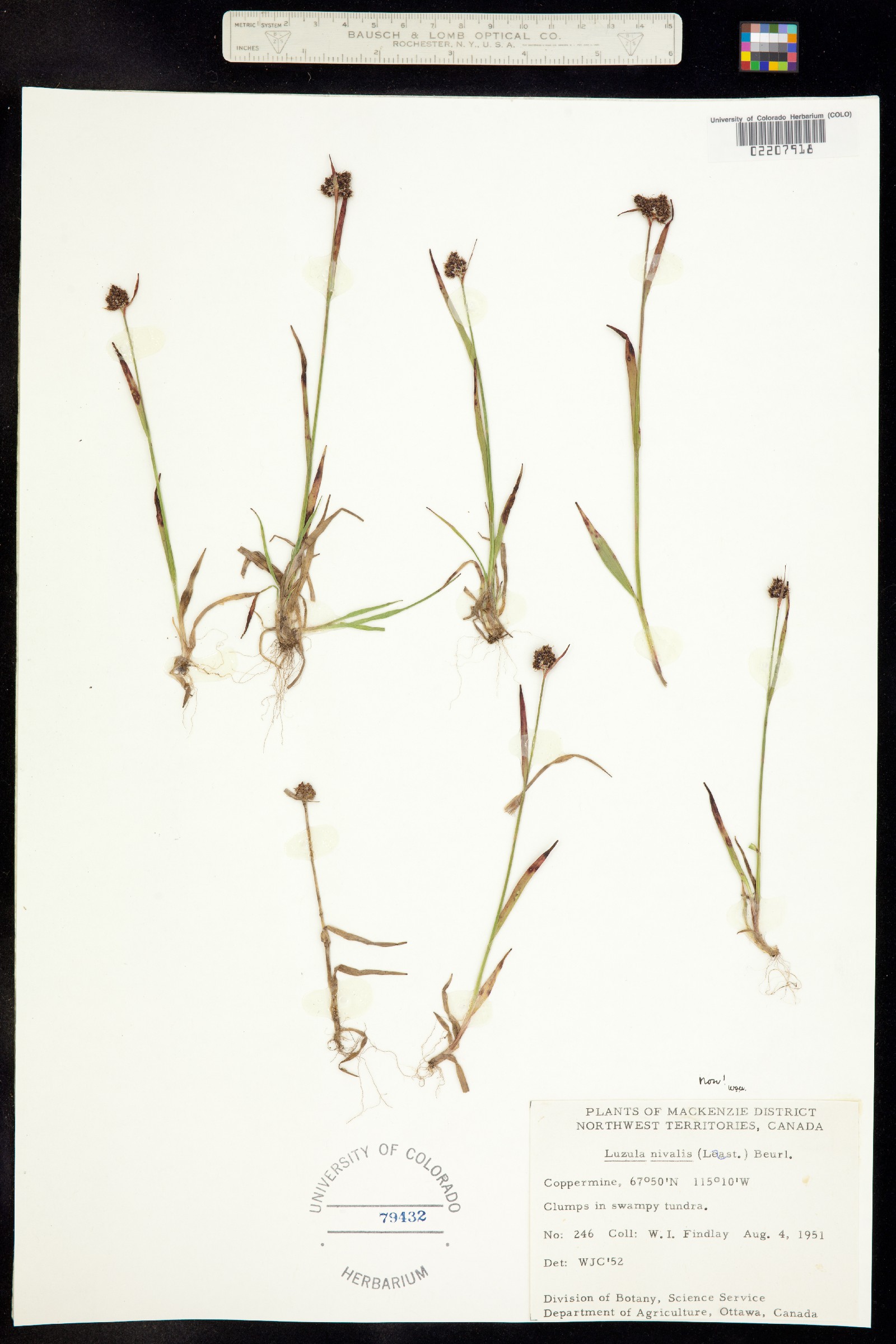 Luzula nivalis image