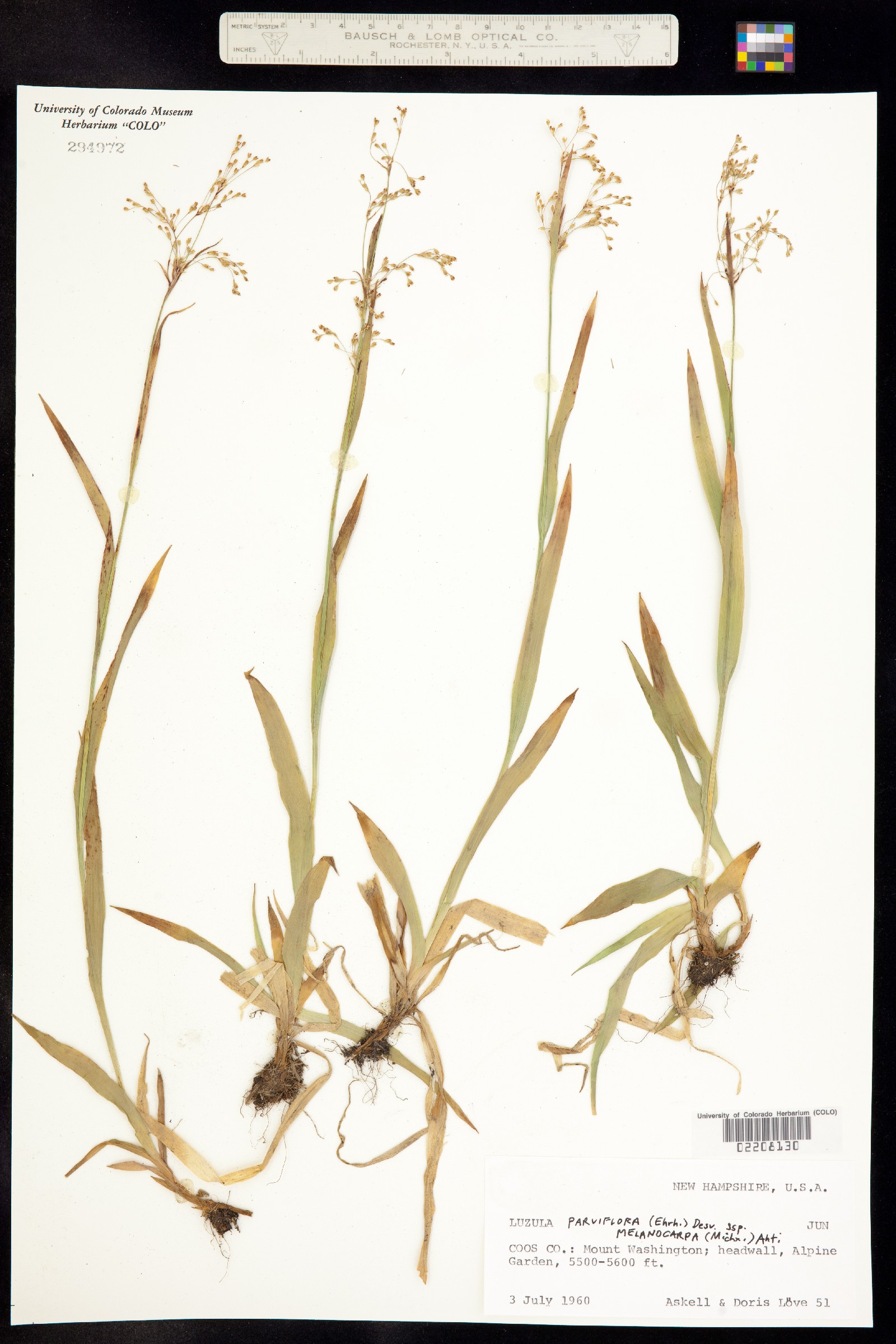 Luzula parviflora image