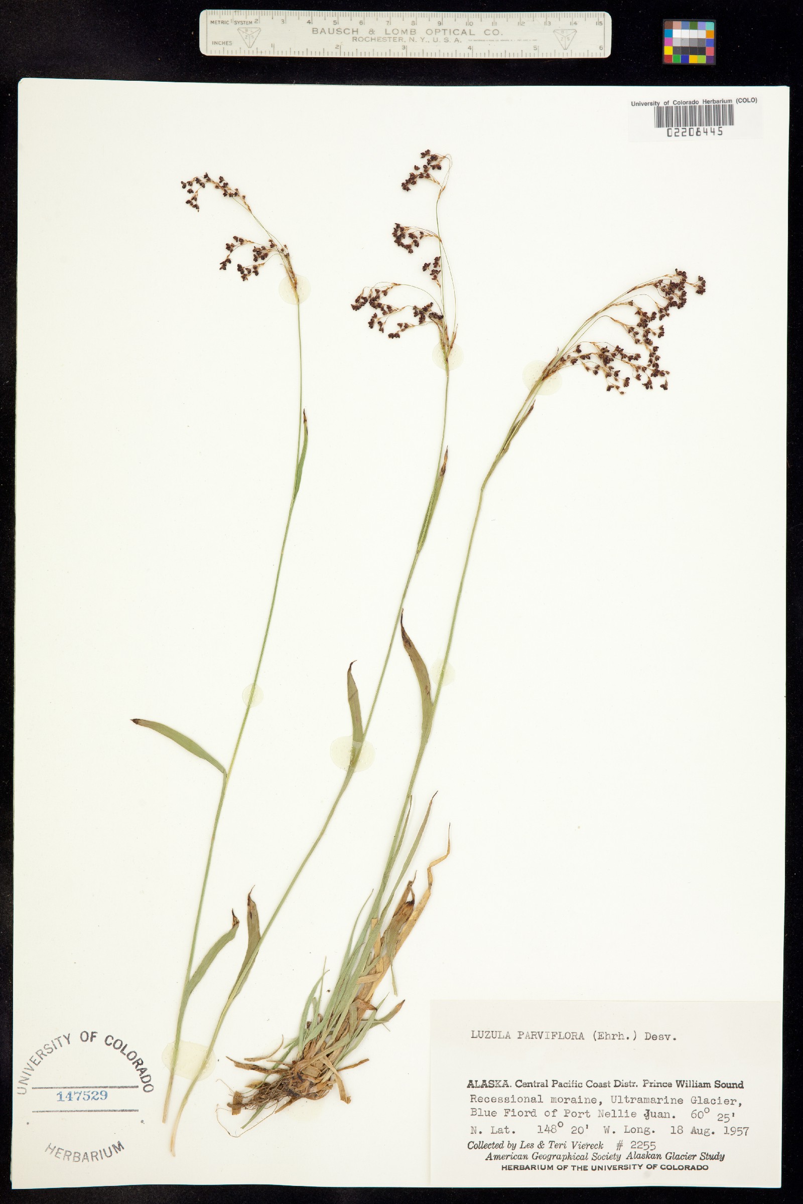 Luzula parviflora image