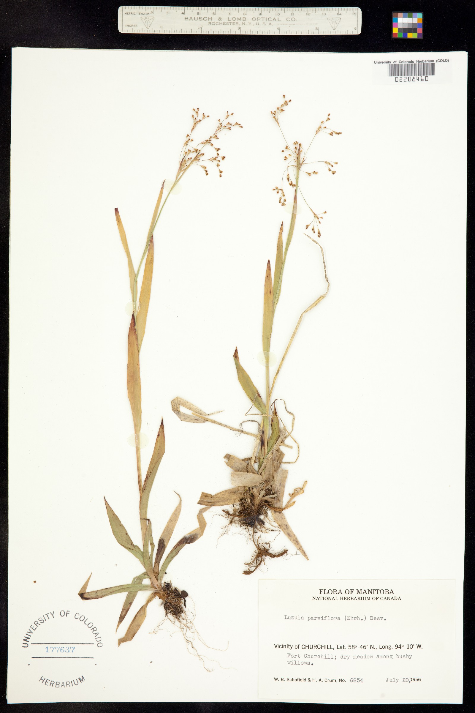 Luzula parviflora image