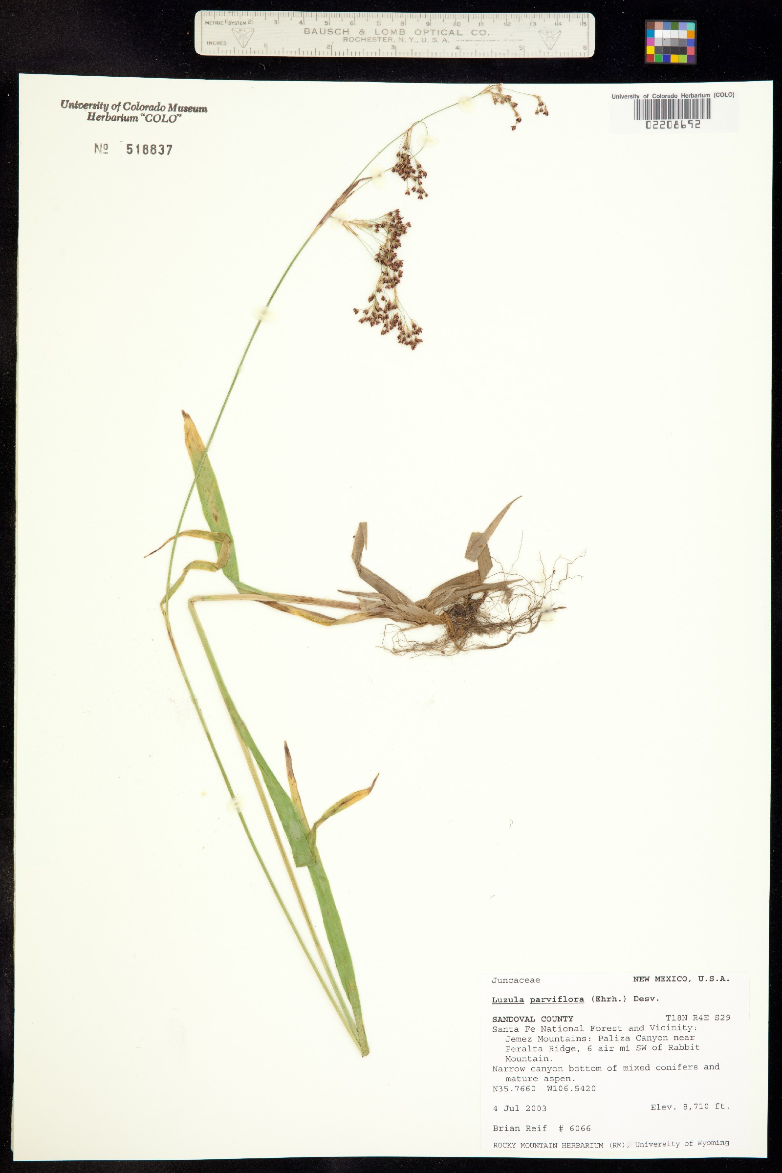 Luzula parviflora image