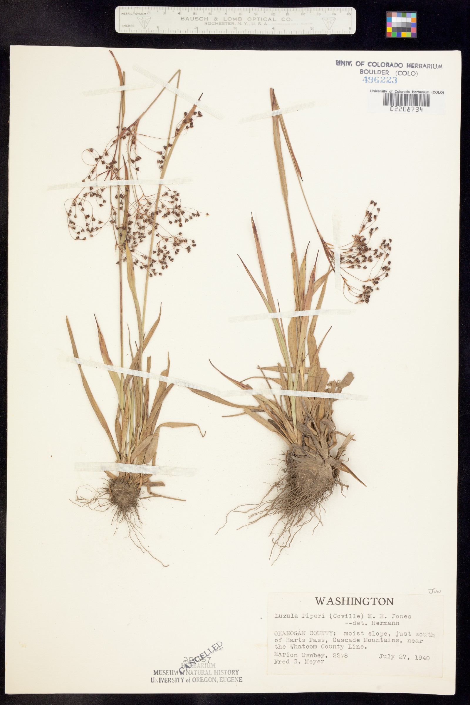Luzula piperi image