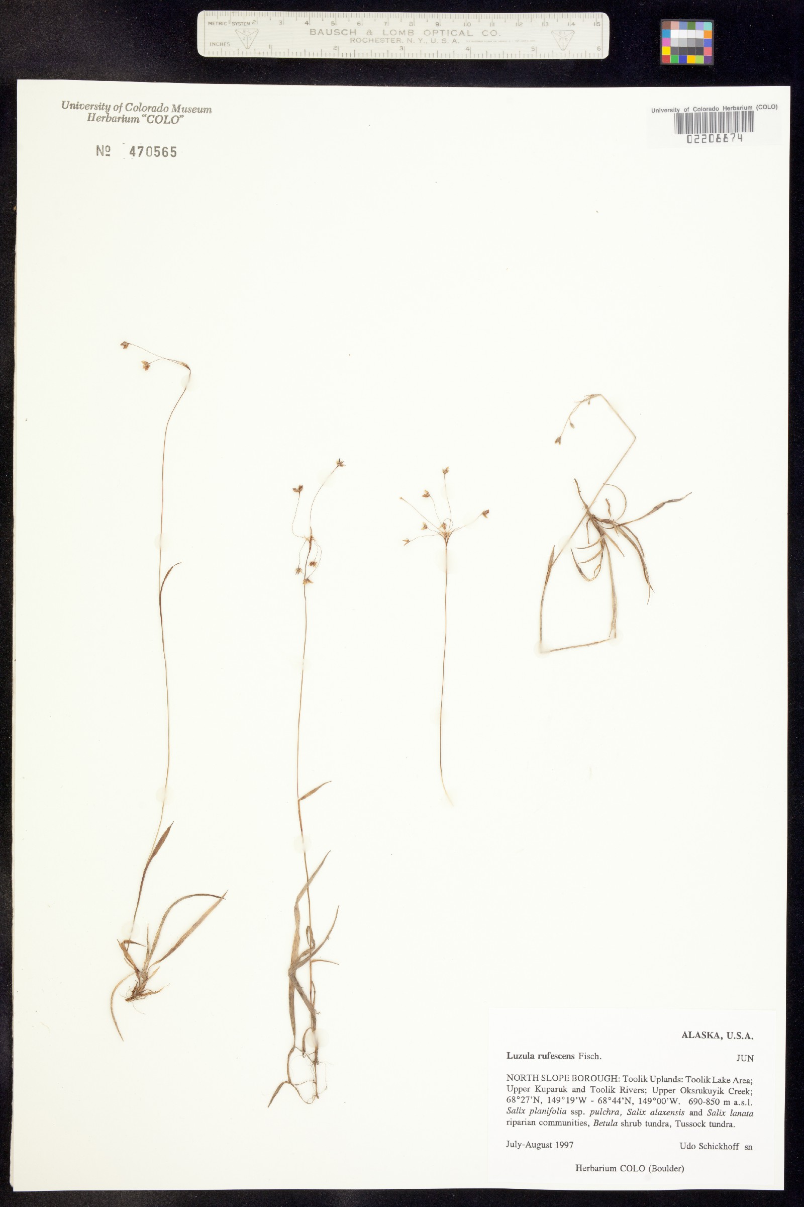 Luzula rufescens image