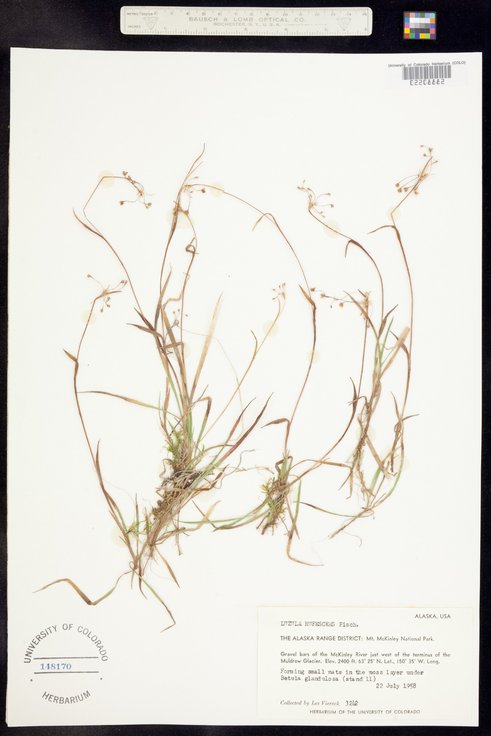 Luzula rufescens image