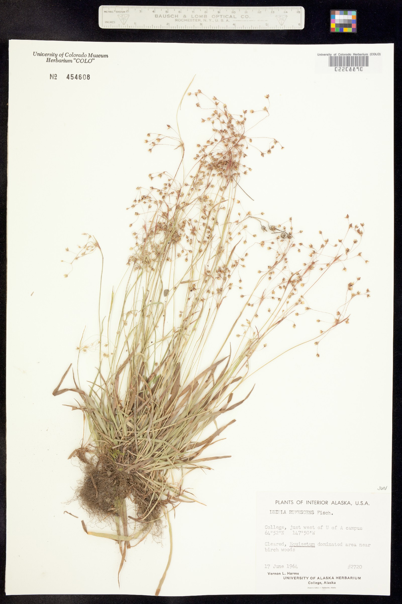 Luzula rufescens image