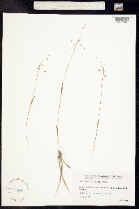 Luzula rufescens image