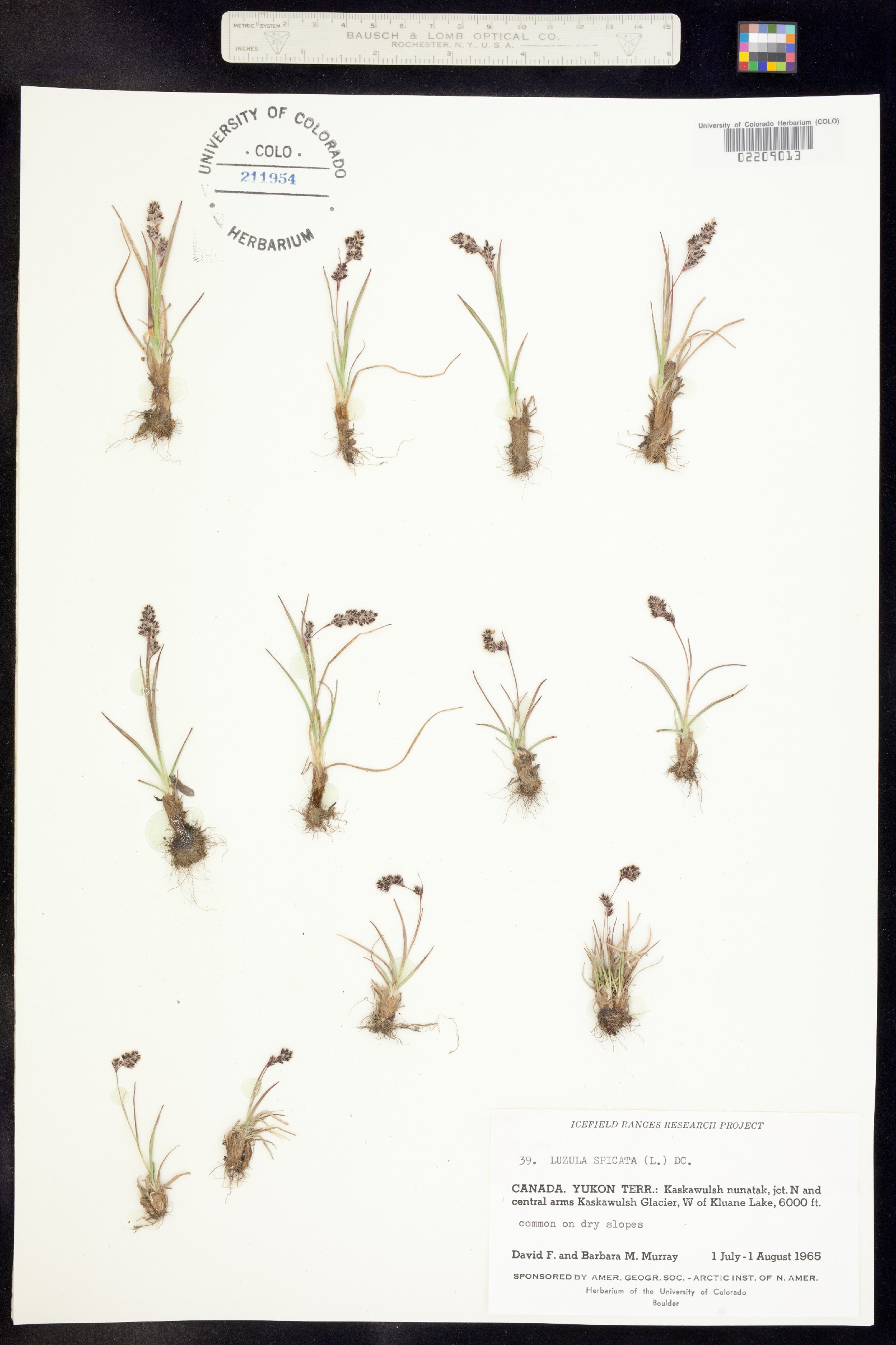 Luzula spicata image