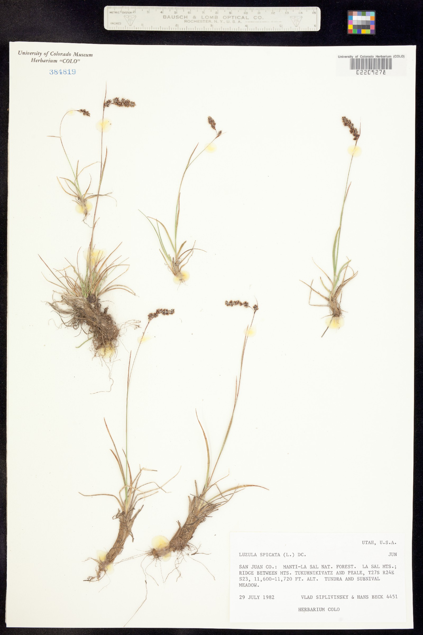 Luzula spicata image