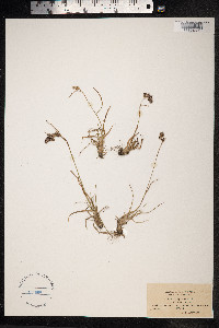 Luzula spicata image