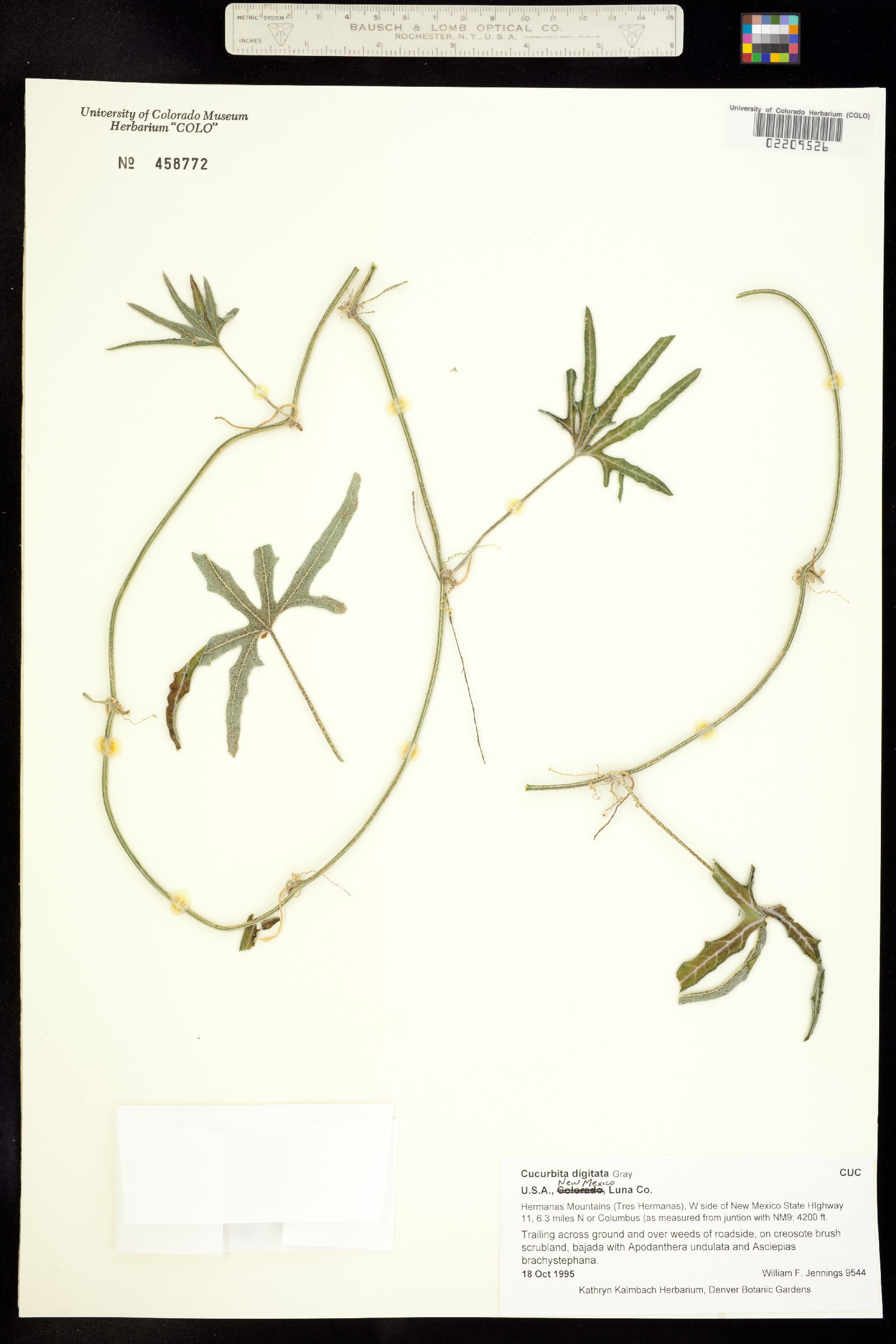 Cucurbita digitata image