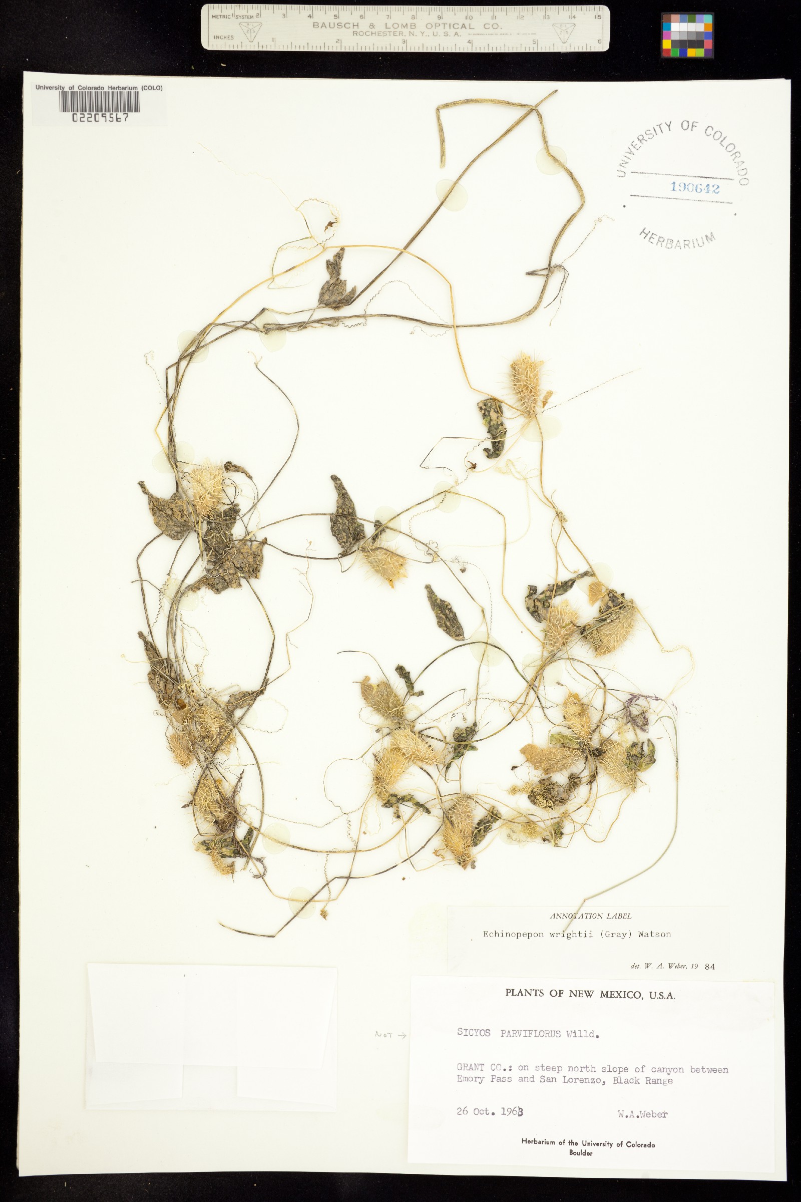 Echinopepon wrightii image