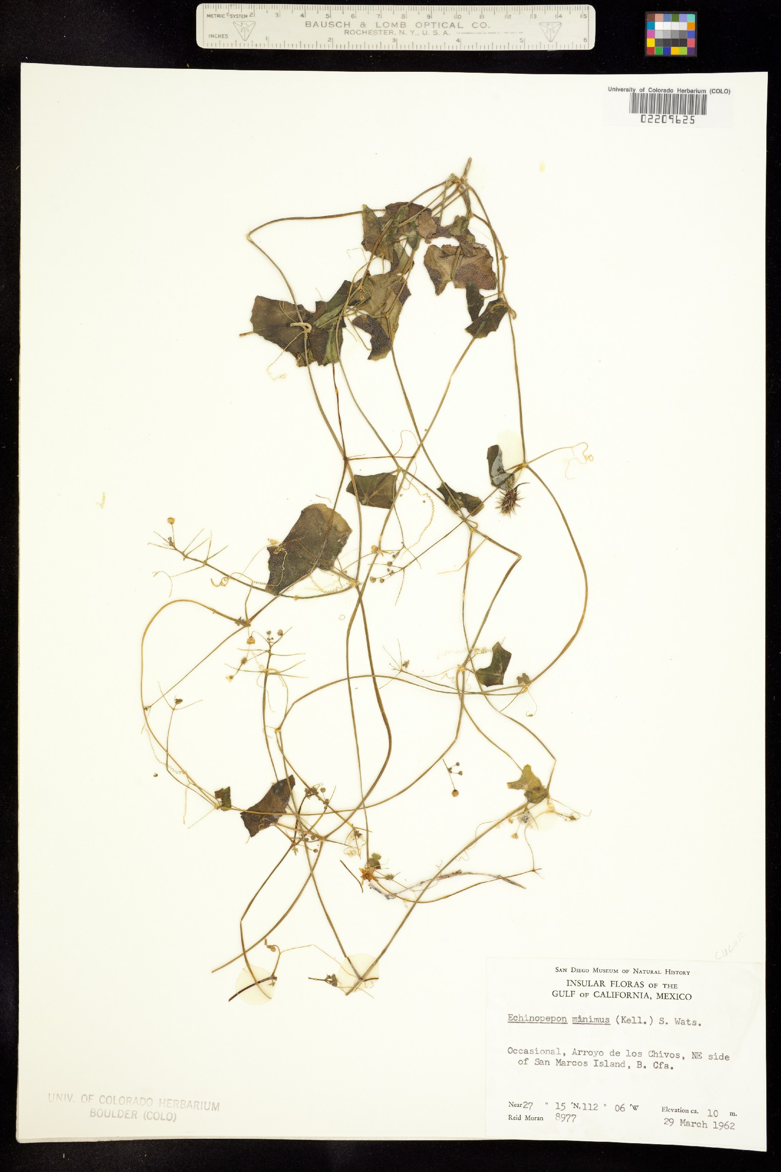 Echinopepon image