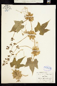 Sechiopsis triquetra image