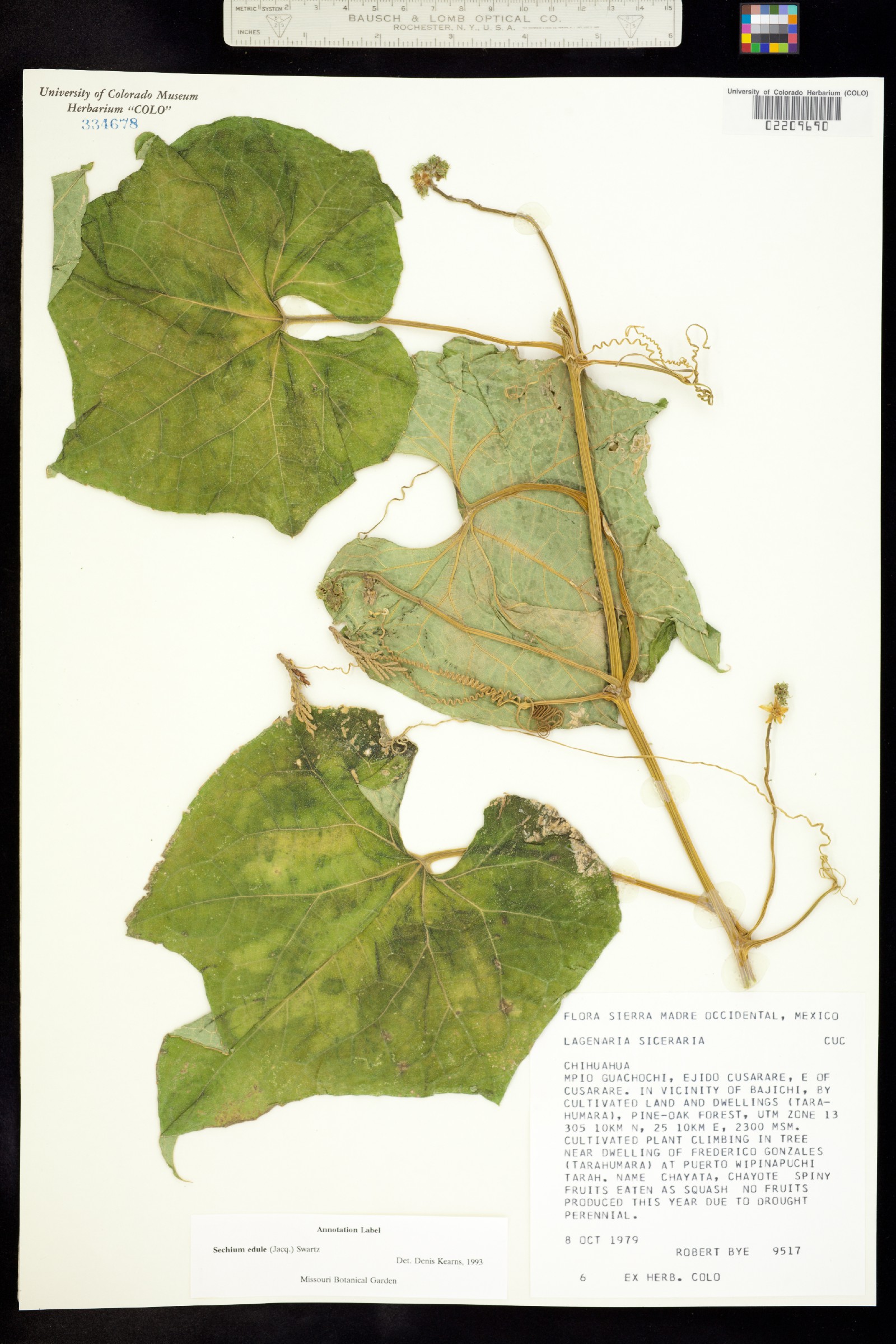 Sechium edule image