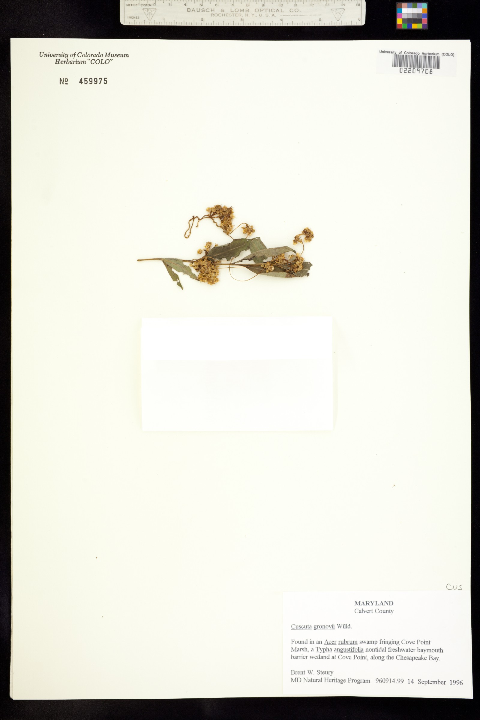 Cuscuta gronovii image