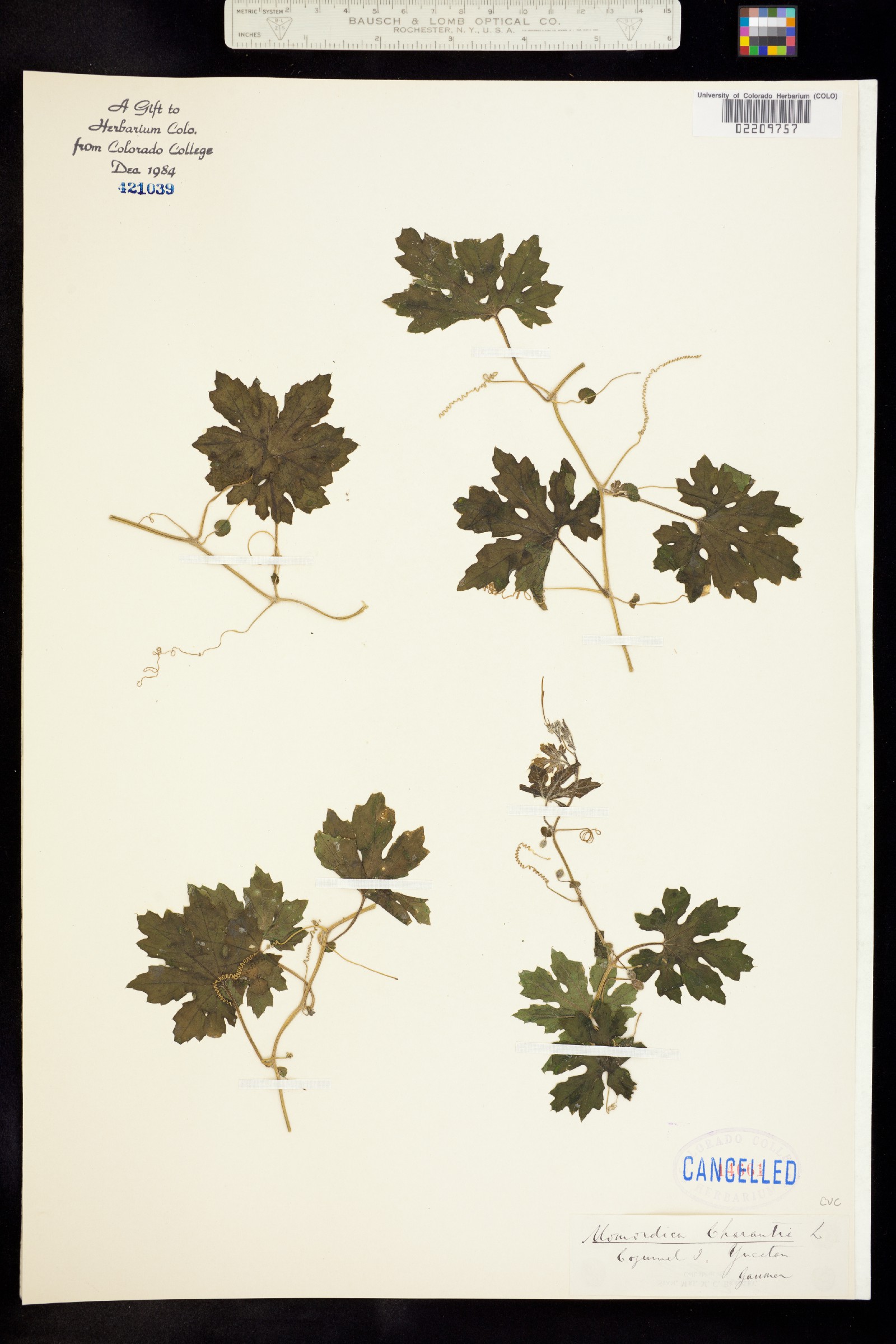 Momordica charantia image