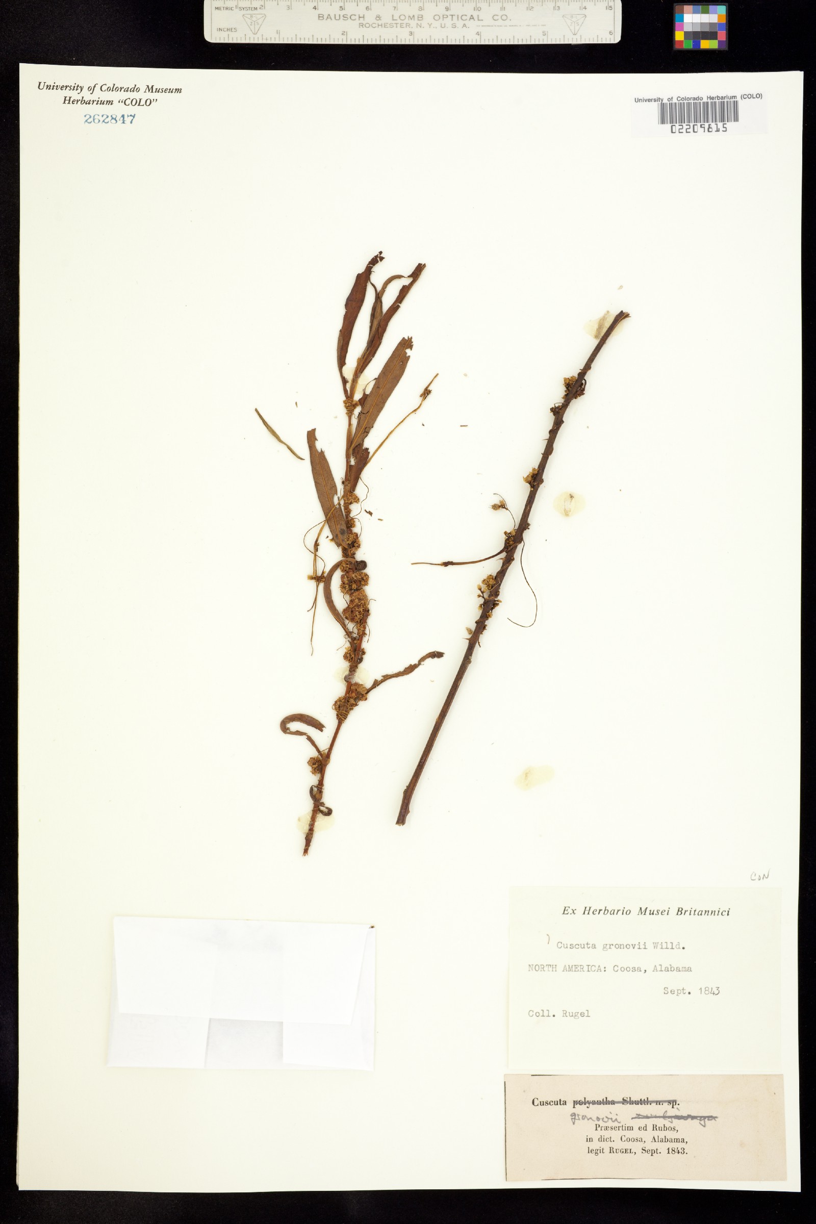 Cuscuta gronovii image