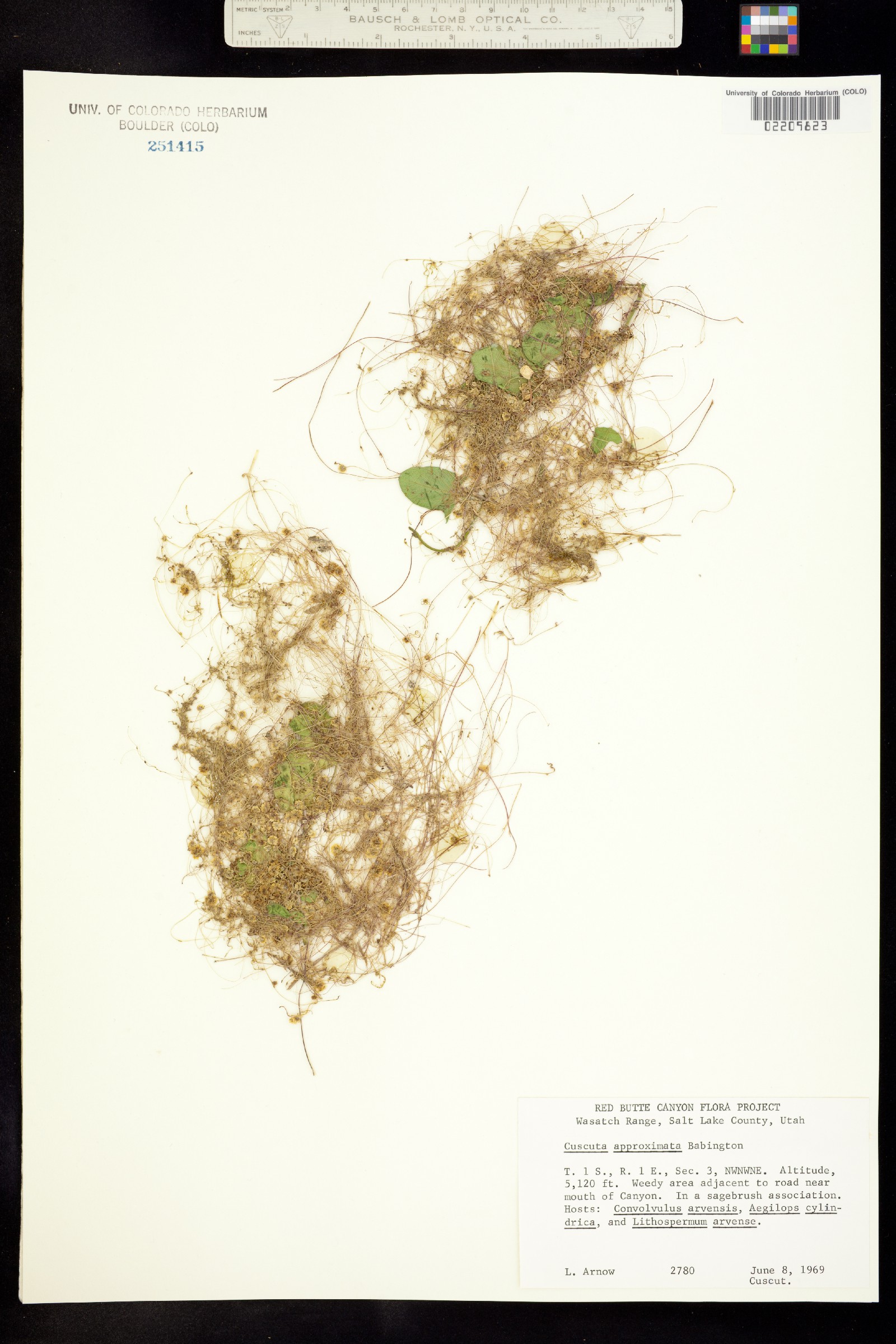 Cuscuta approximata image