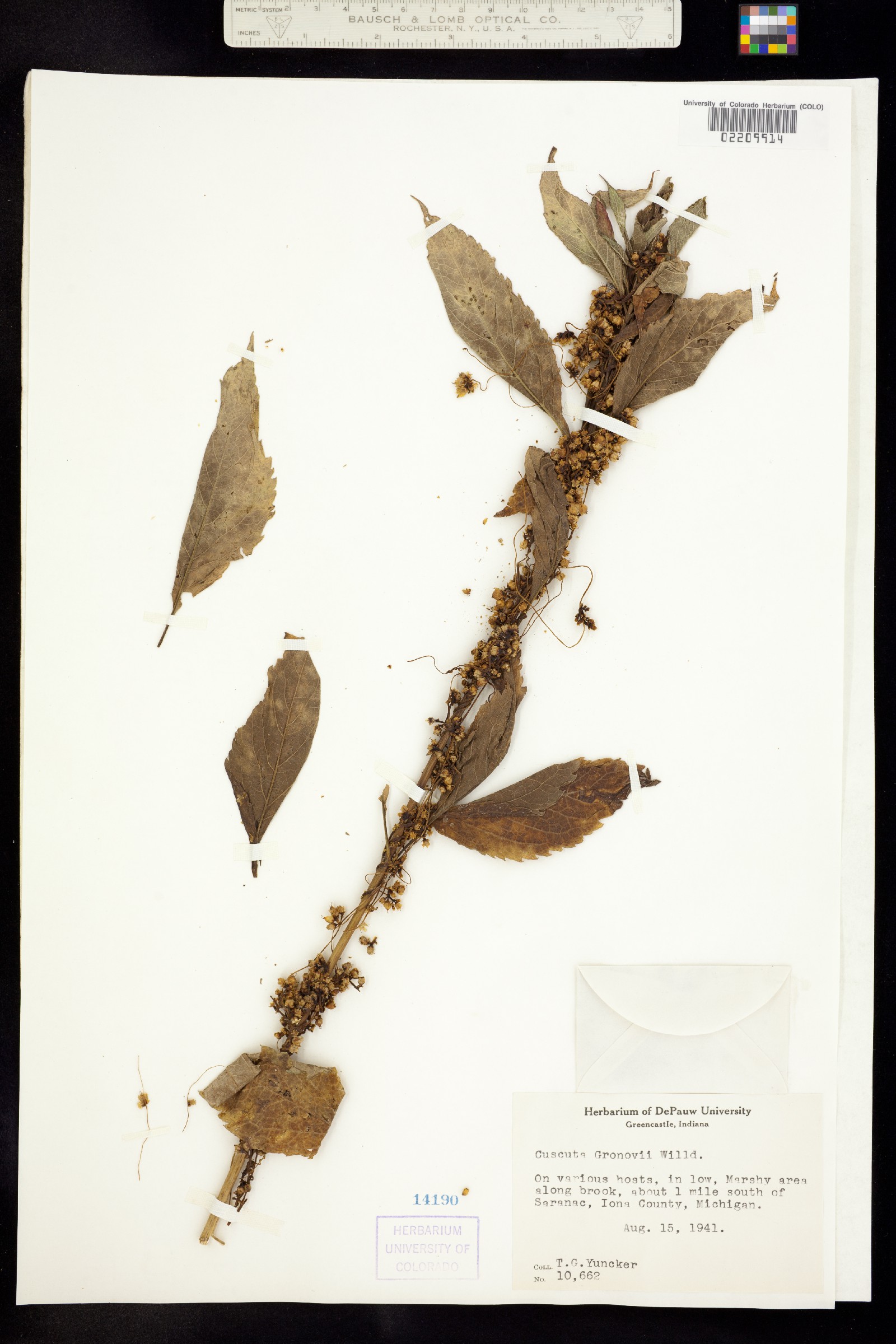 Cuscuta gronovii image