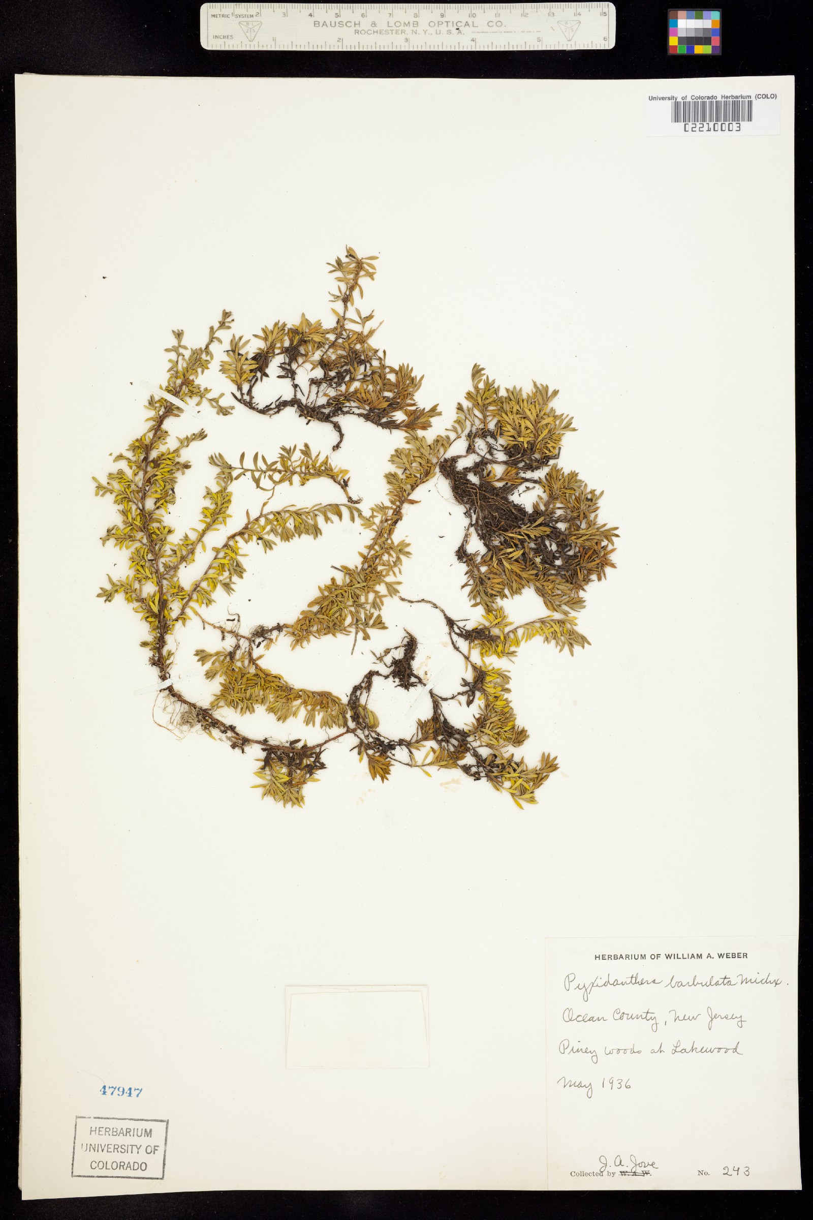 Pyxidanthera image