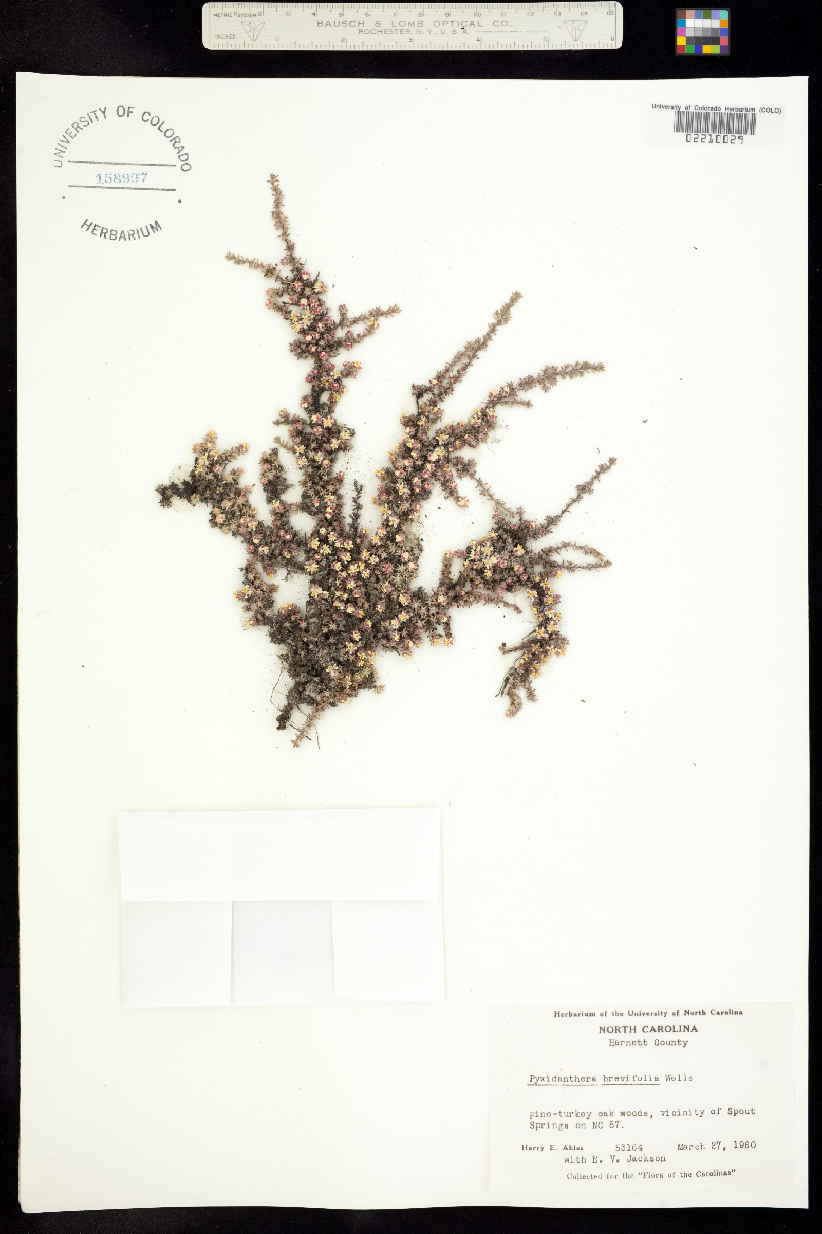 Pyxidanthera image