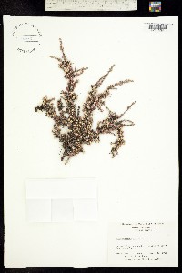 Image of Pyxidanthera brevifolia