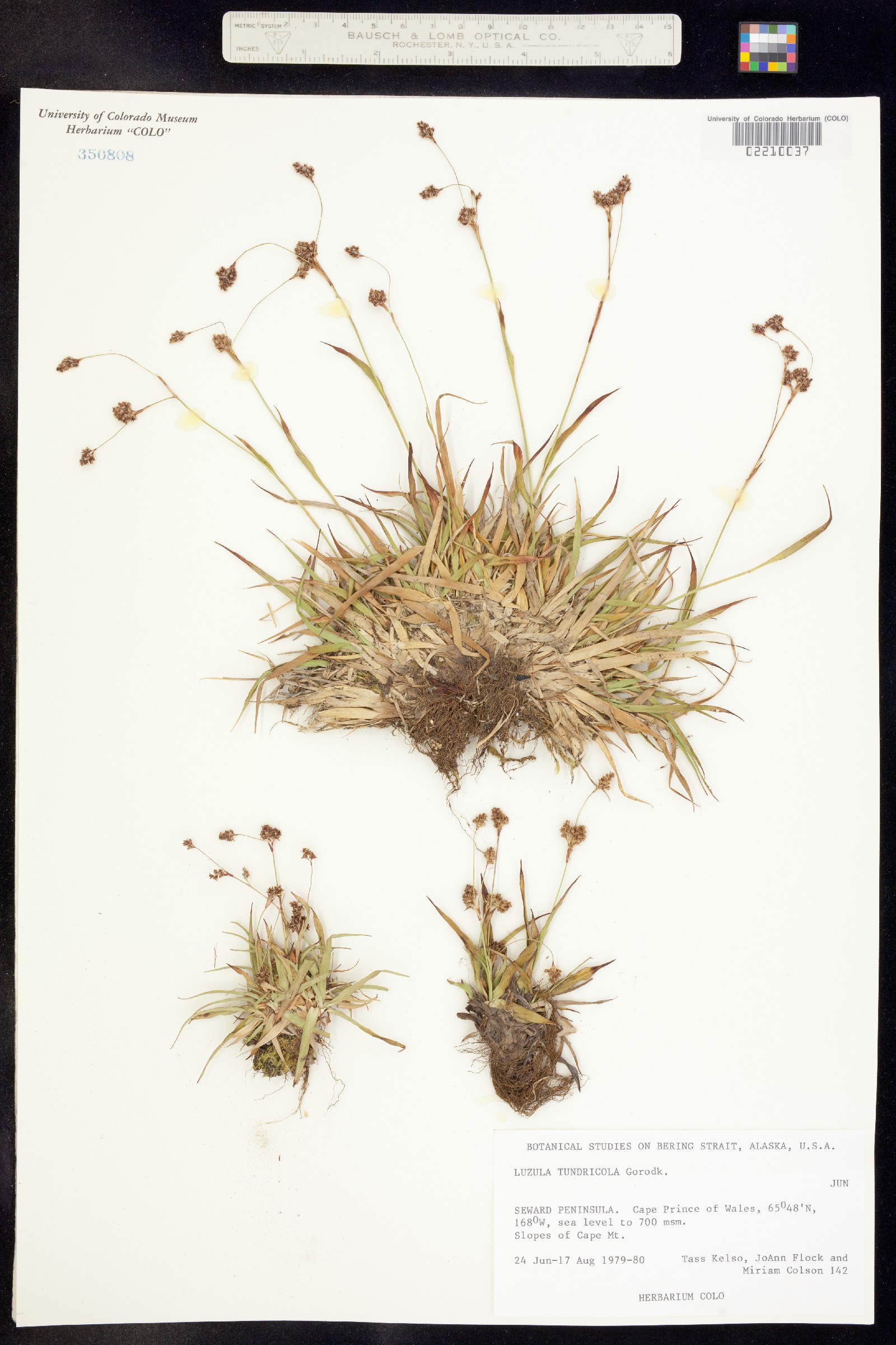 Luzula kjellmaniana image